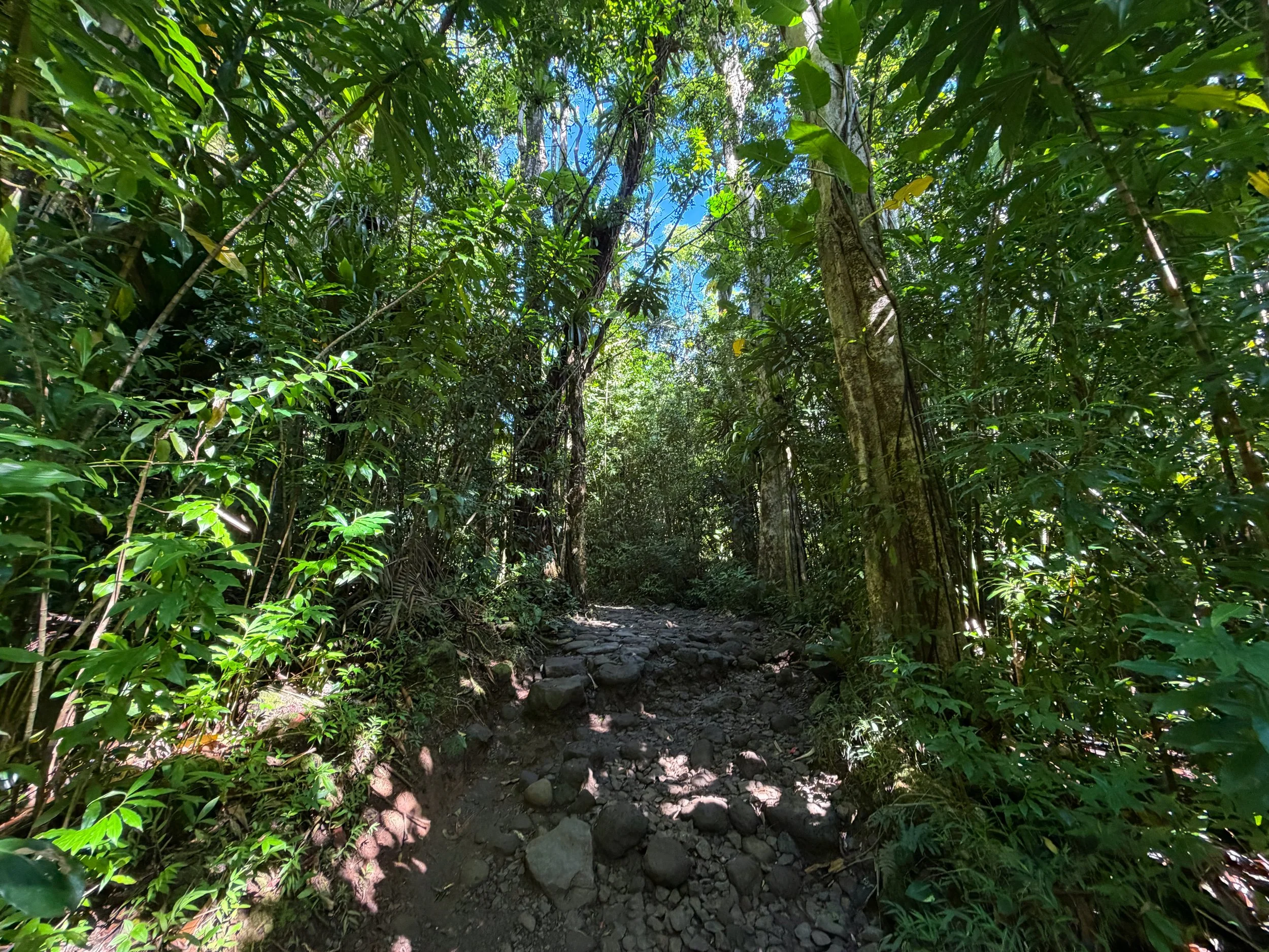 Manoa Falls Hike Oahu Hawaii