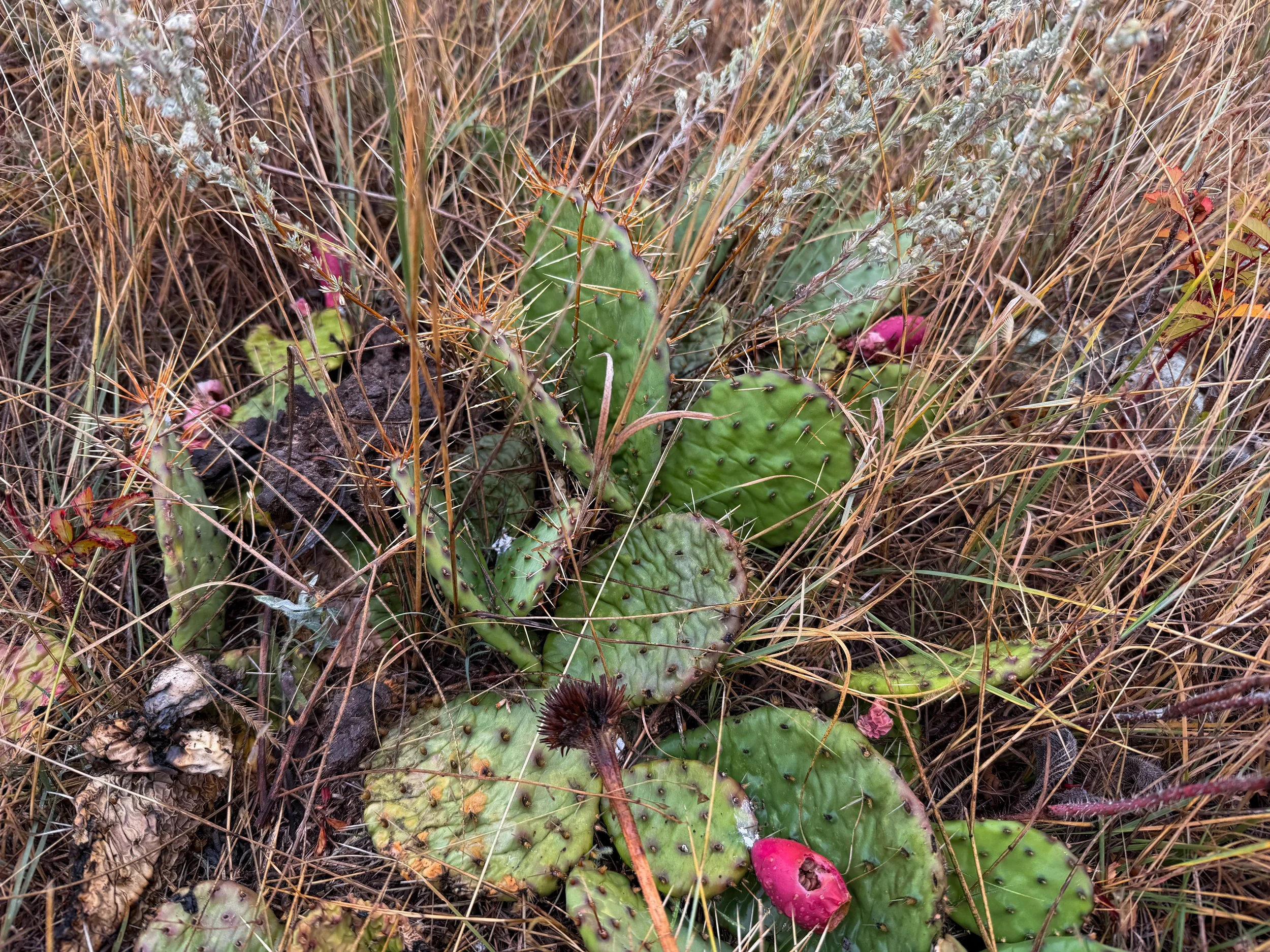 Plains Prickly Pear Opuntia polyacantha