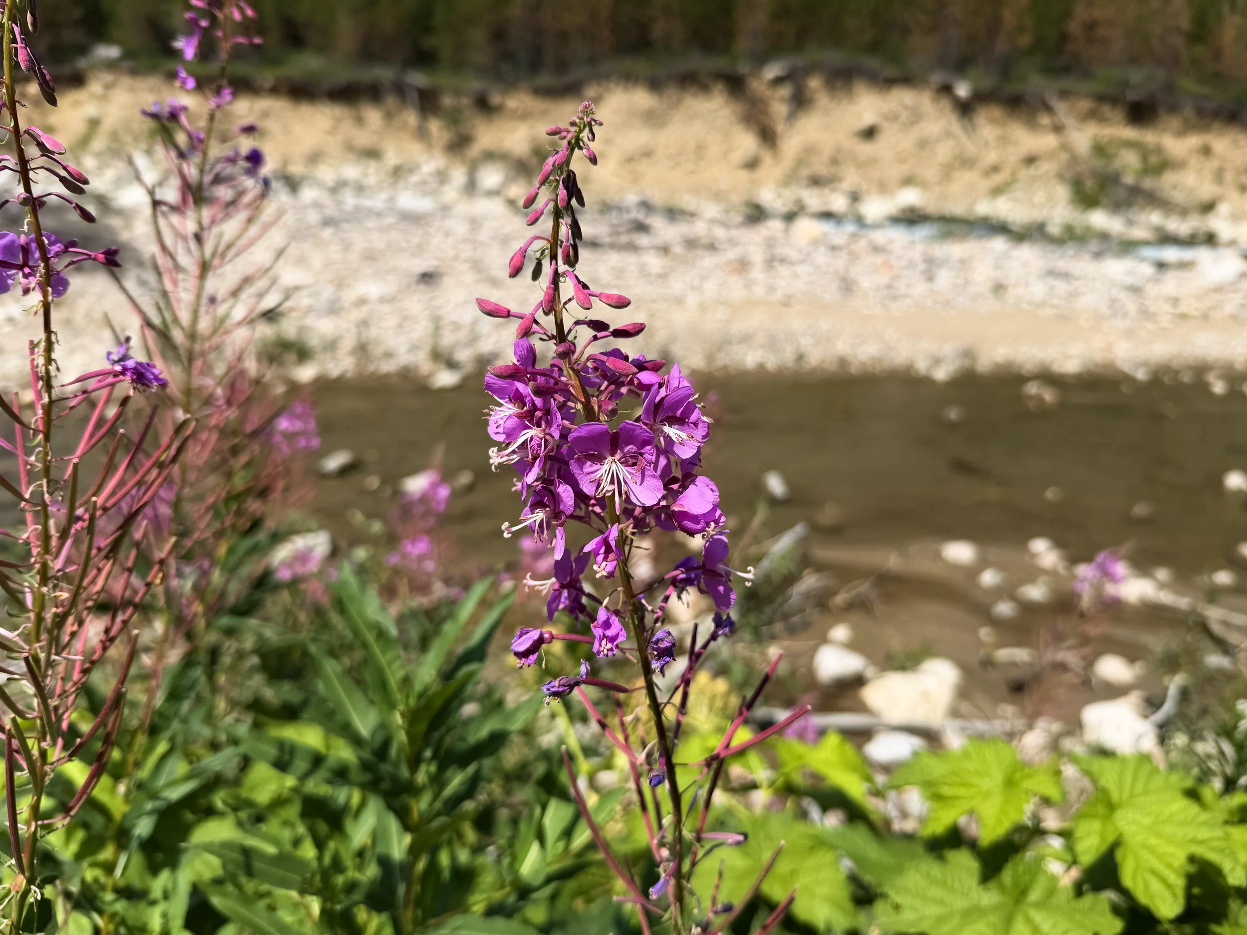 Fireweed Chamerion angustifolium
