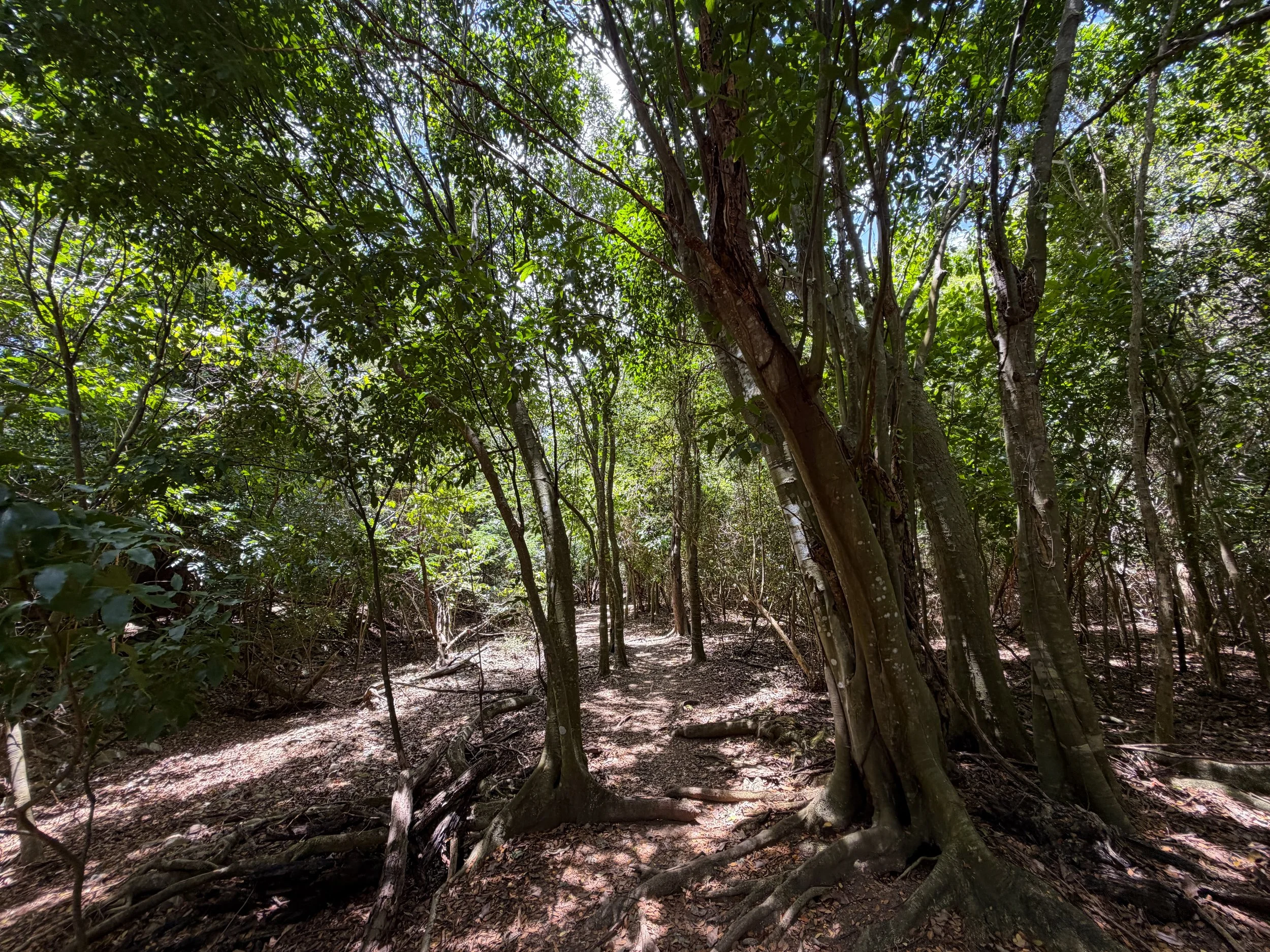 Reef Bay Trail Virgin Islands National Park