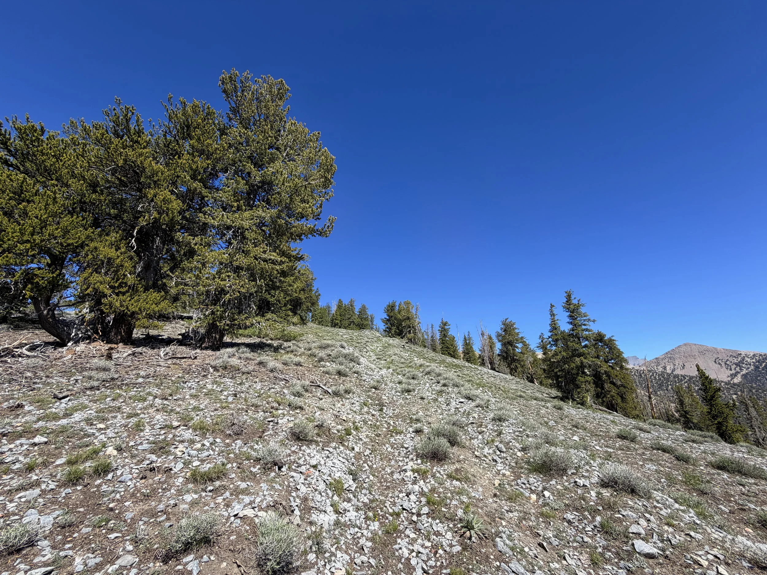 Snake Divide Trail to Magic Bristlecone Grove Great Basin National Park Nevada