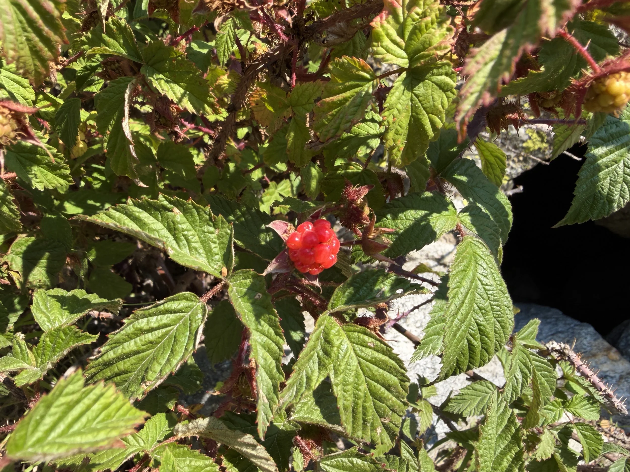 Wild Raspberry Rubus strigosus