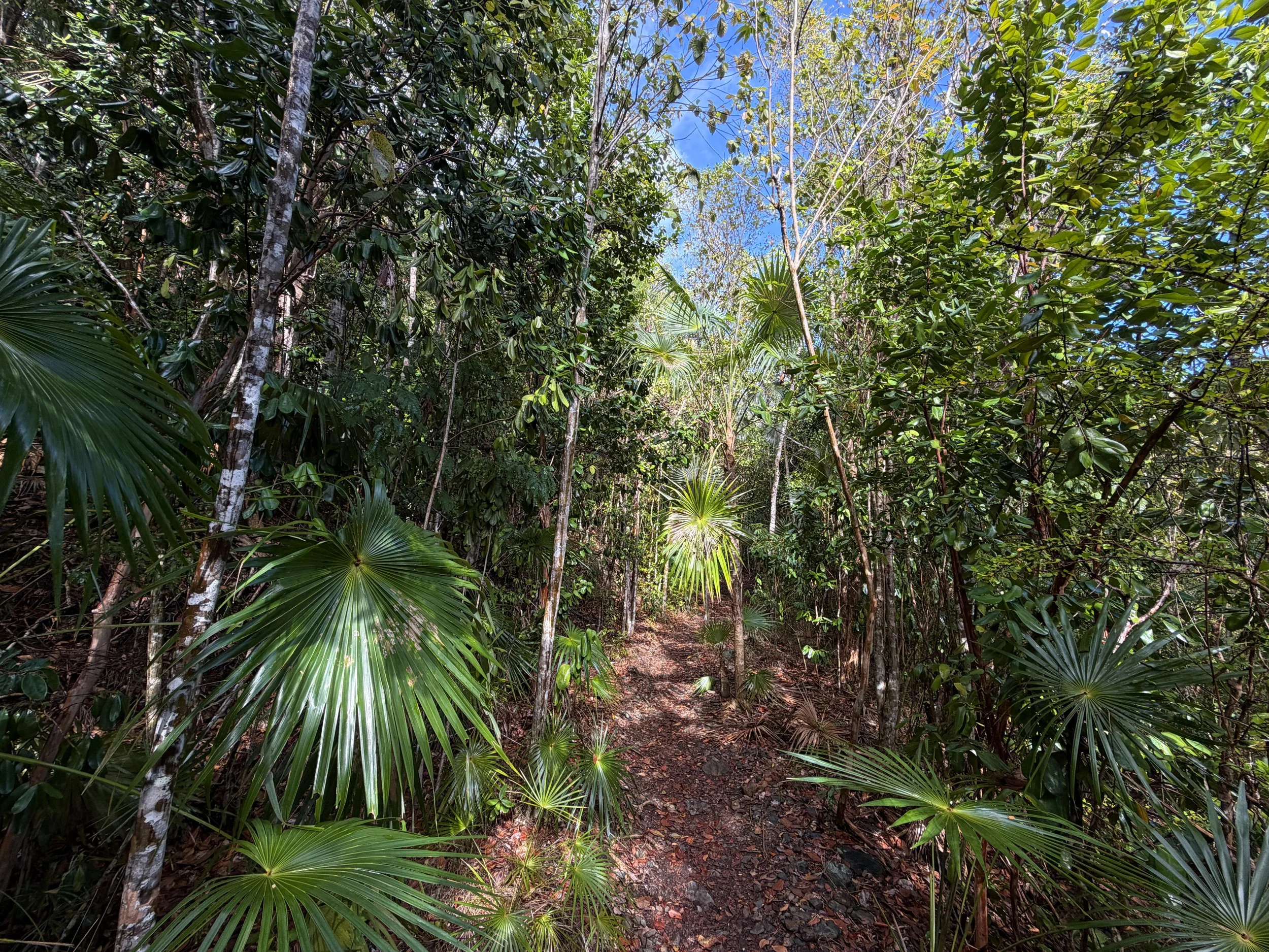 America Hill Hike via Cinnamon Bay Virgin Islands National Park