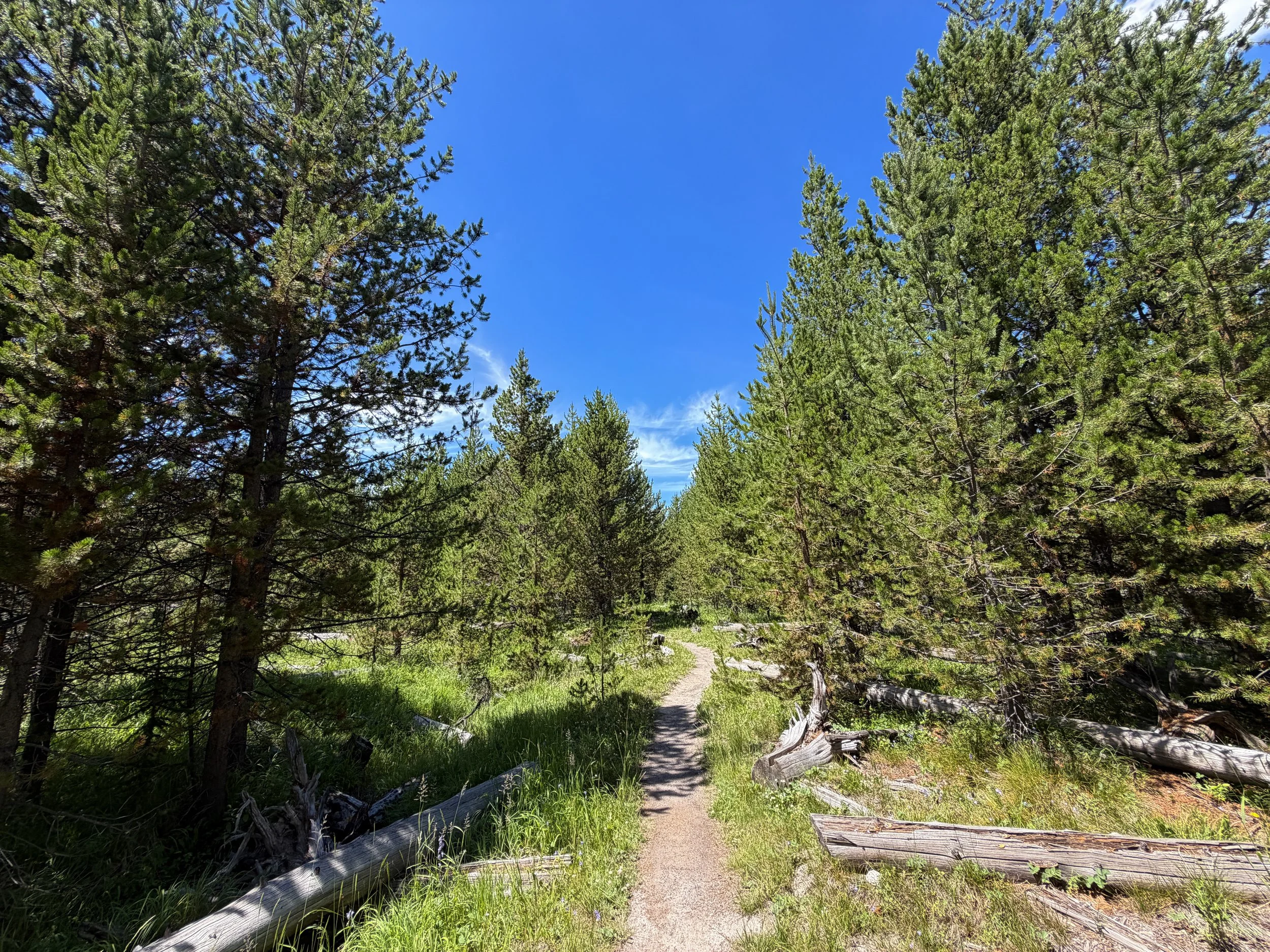 Yellowstone Lake Overlook Loop Trail Yellowstone National Park Wyoming