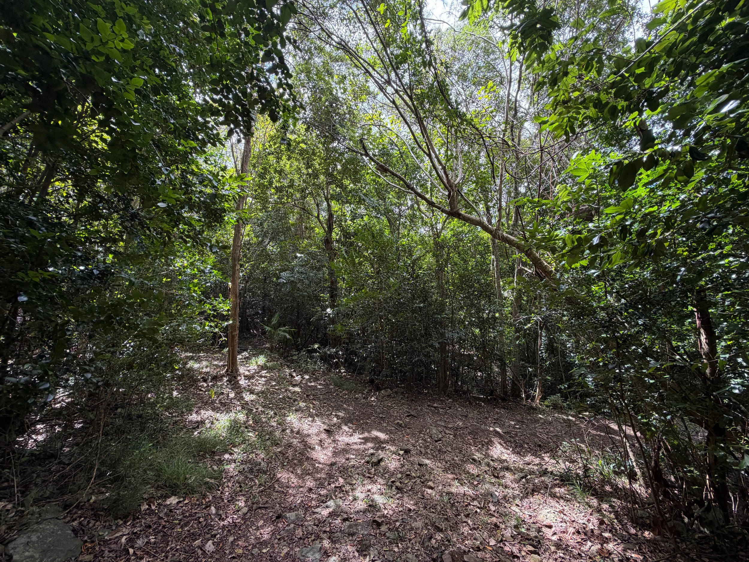 L'Esperance Trail Virgin Islands National Park