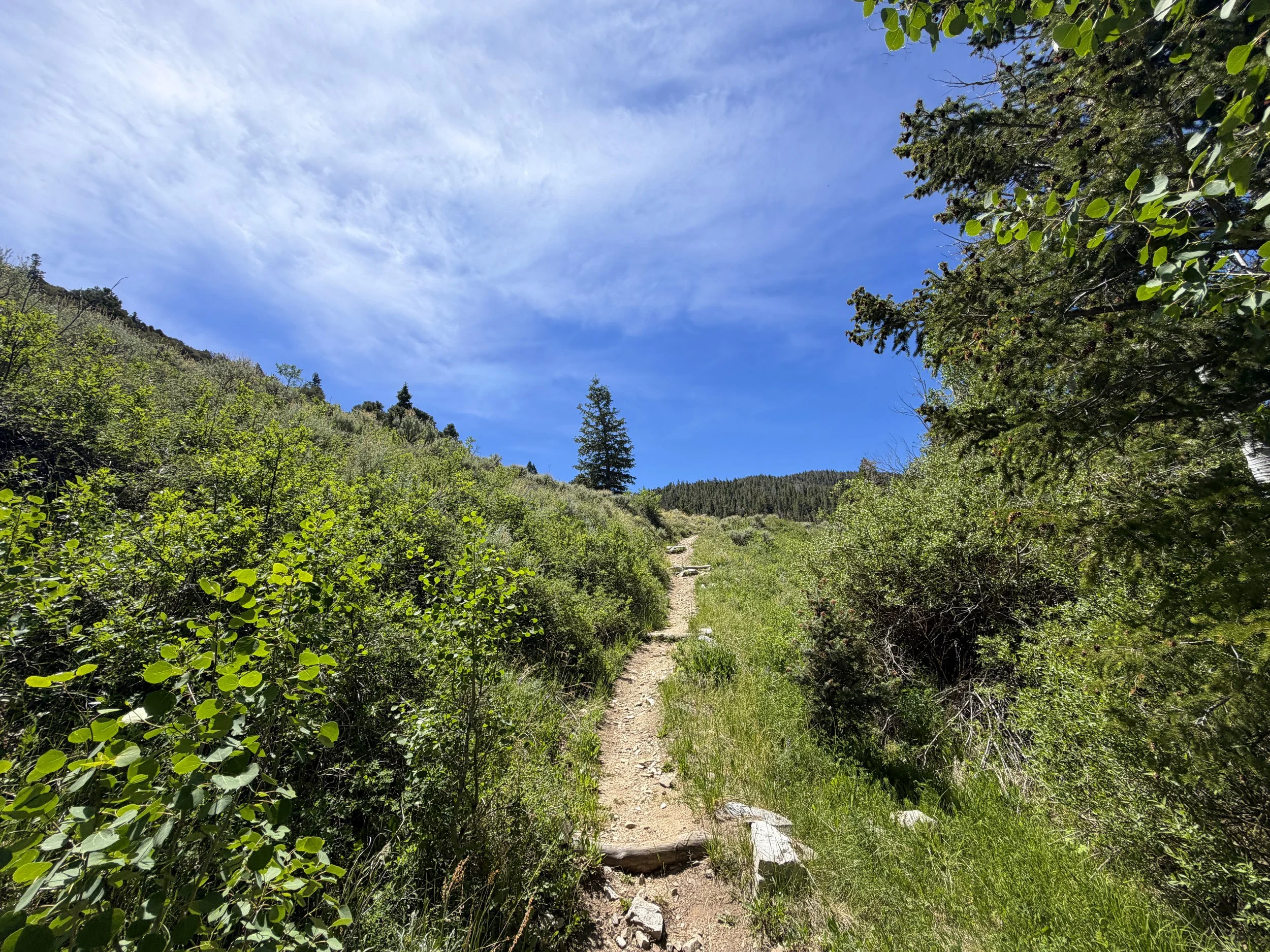 Timber Creek Loop Trail Great Basin National Park Nevada