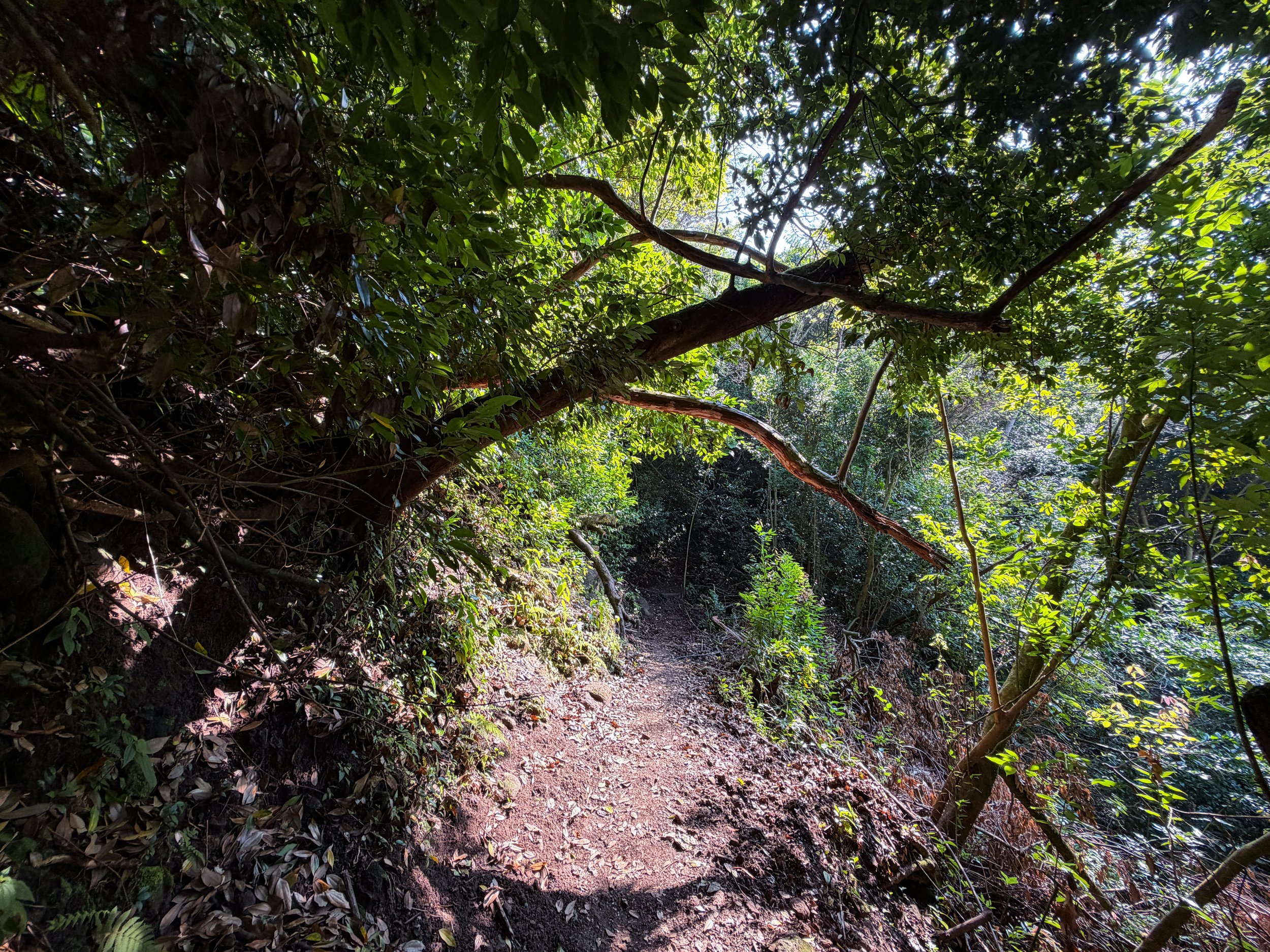 Nuuanu Hike to Tantalus Oahu Hawaii