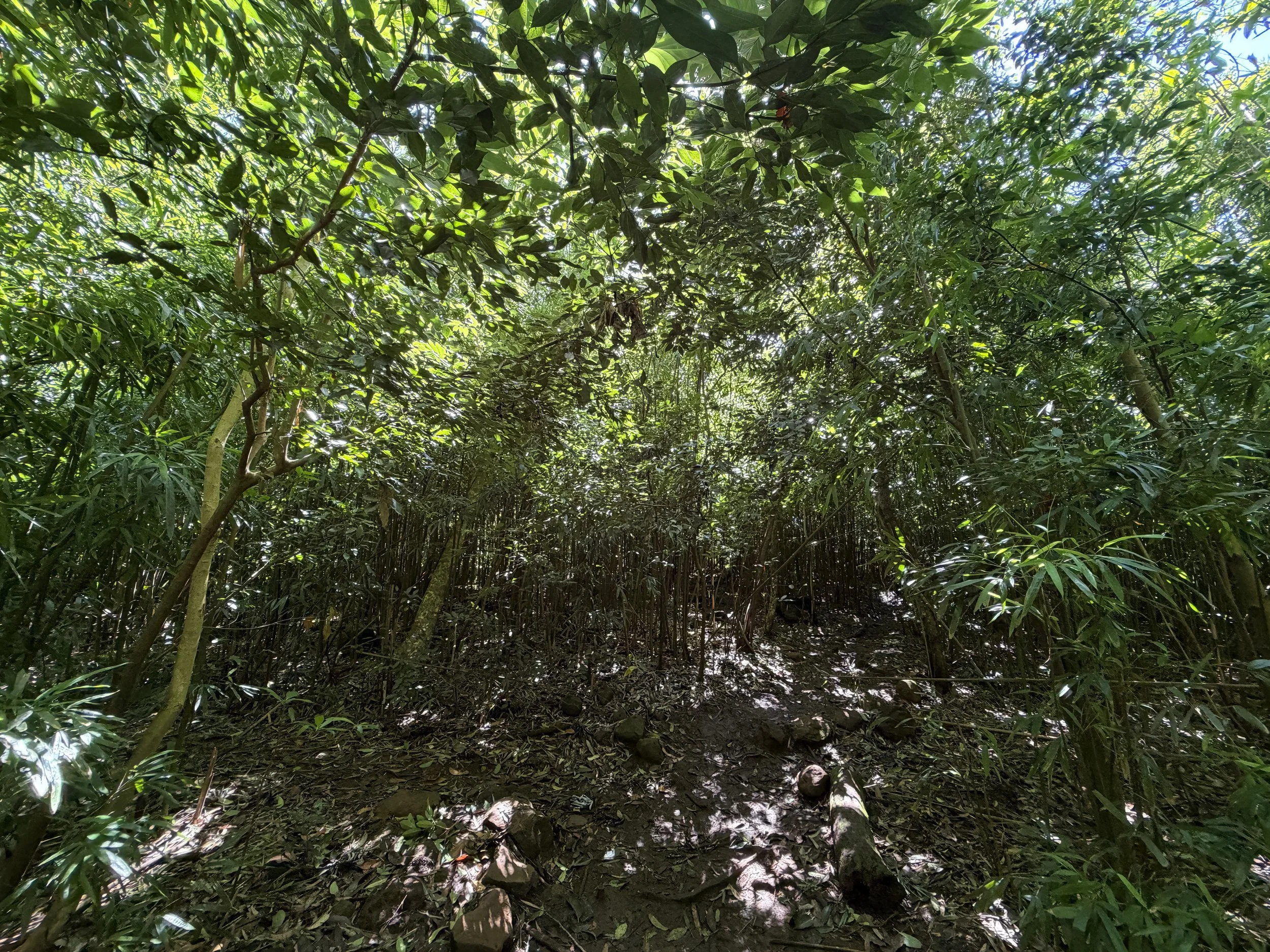 Lulumahu Falls Trail Oahu Hawaii