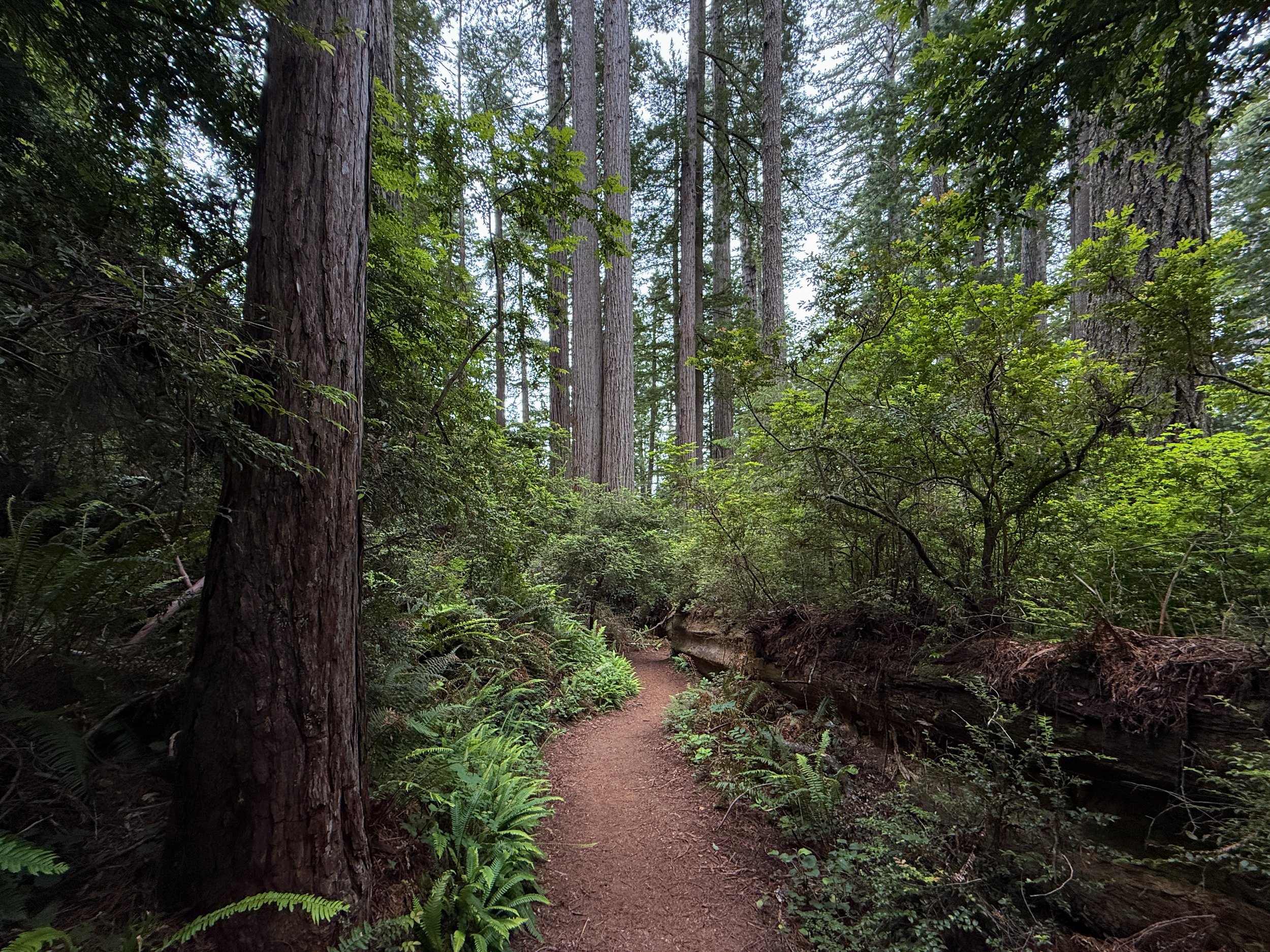 Damnation Creek Hike Del Norte Coast Redwoods State Park California