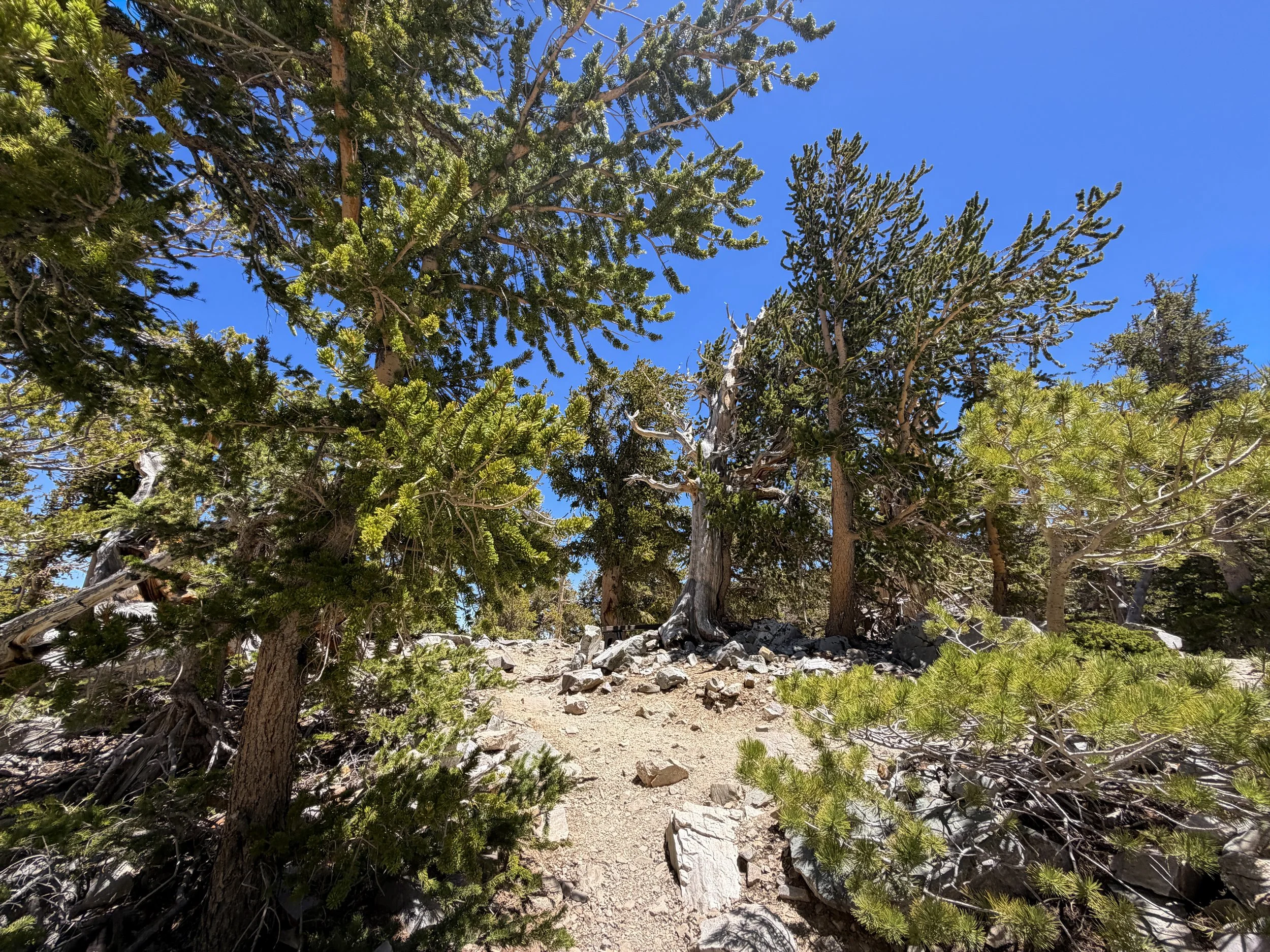 Glacier Trail Great Basin National Park Nevada