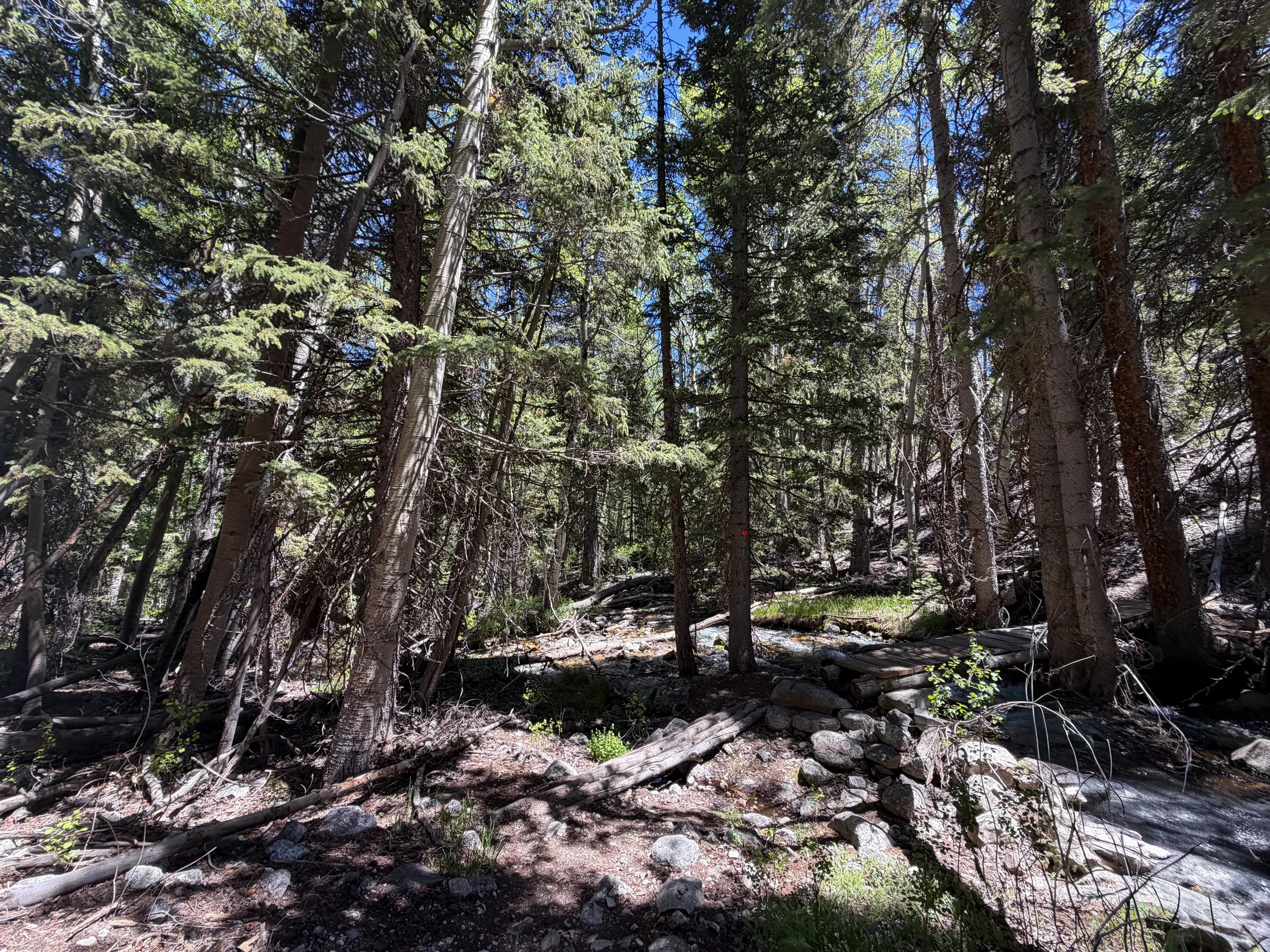 Baker Creek Loop Trail Great Basin National Park Nevada