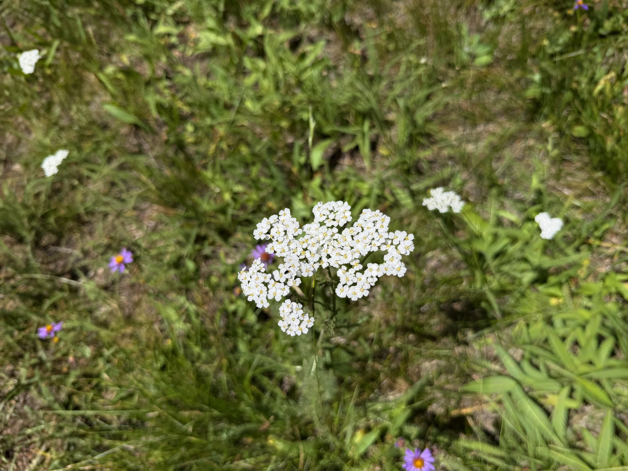 Common Yarrow Achillea millefolium