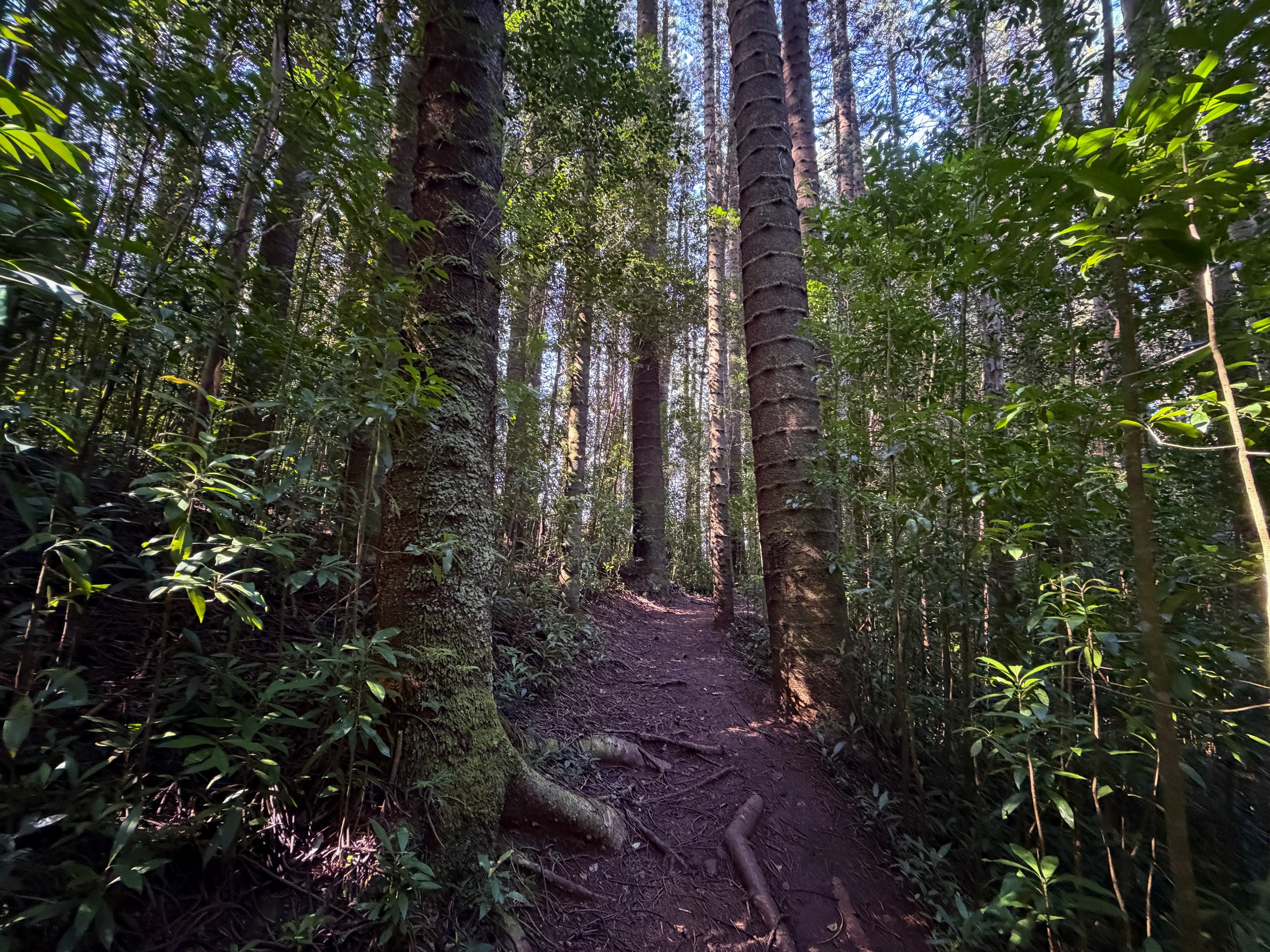 Judd Trail Oahu Hawaii