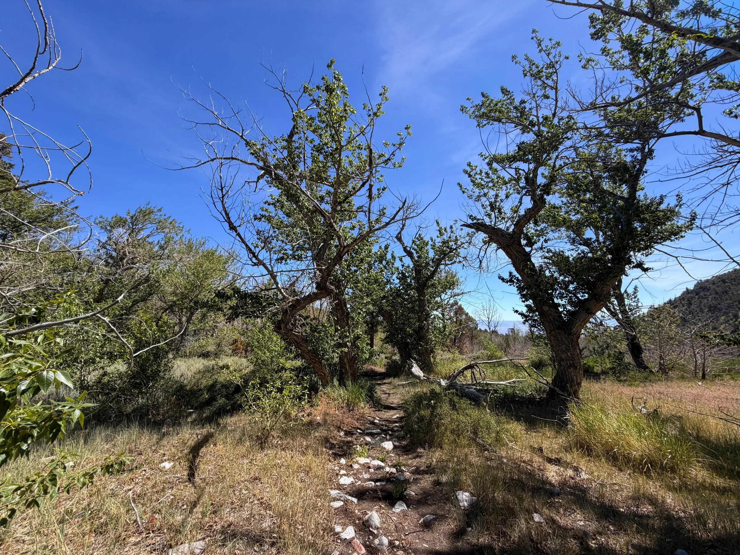 Pole Canyon Trail Great Basin National Park Nevada