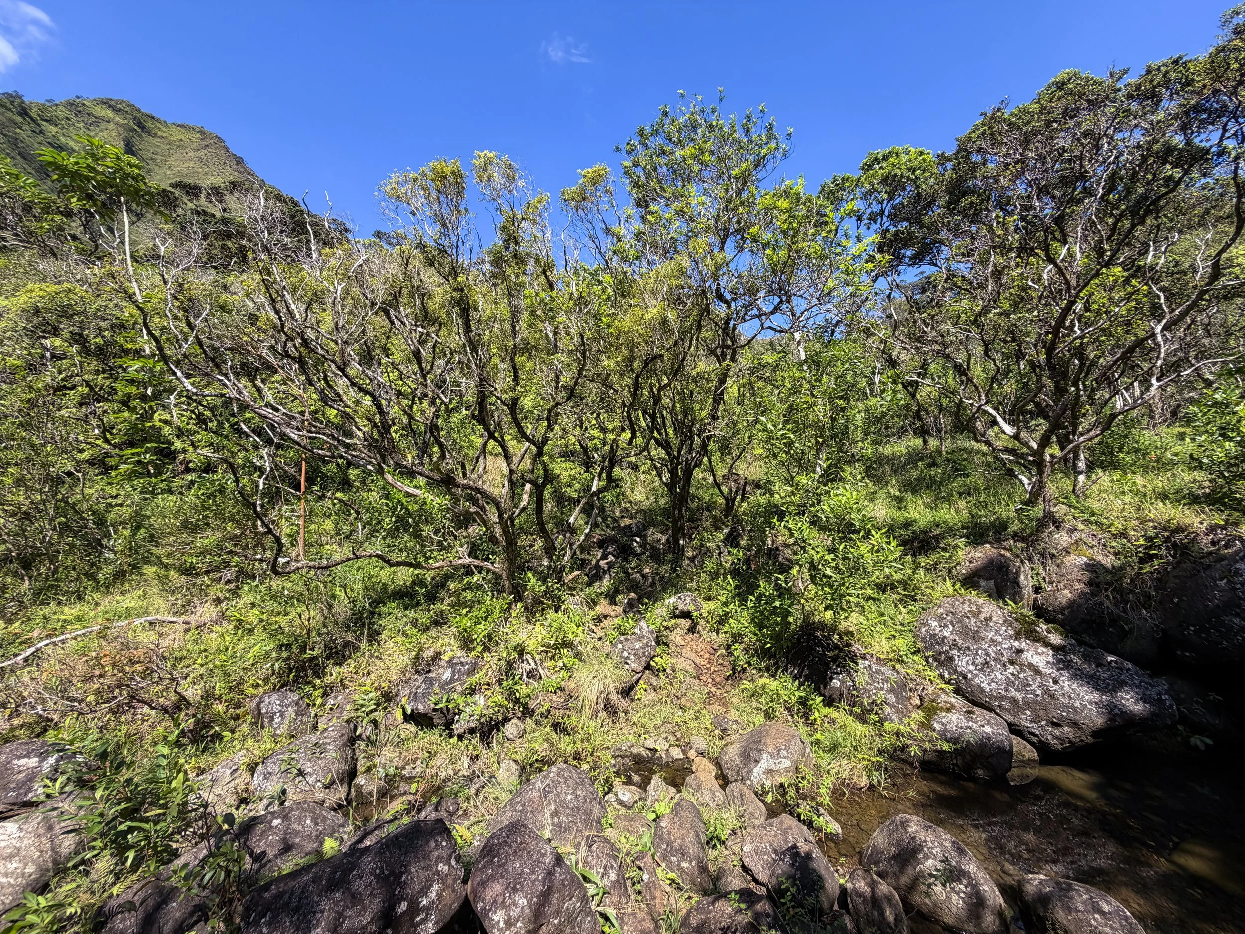 Kulanaahane Trail Oahu Hawaii