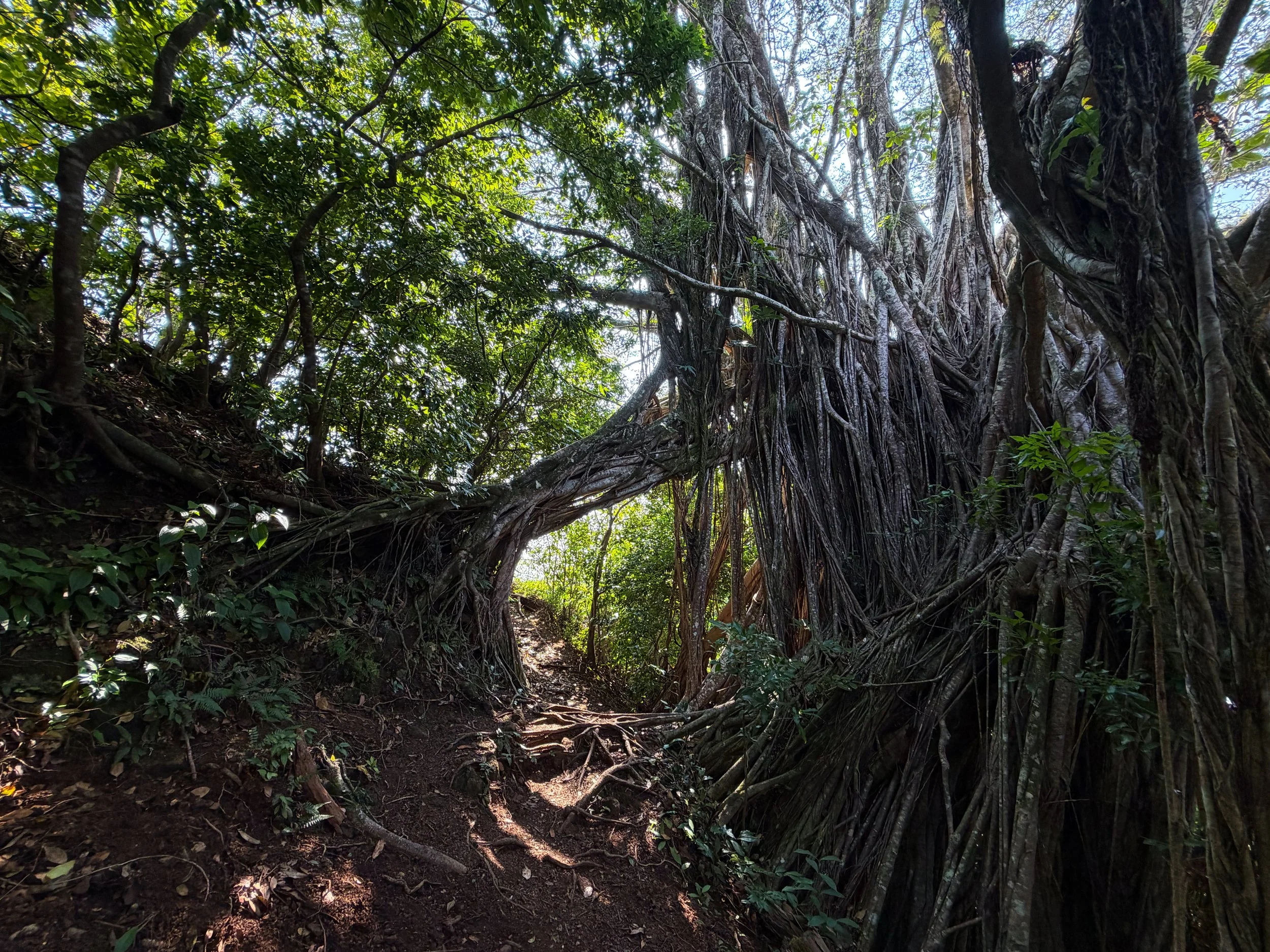 Nuuanu Trail Banyan Tree Oahu Hawaii