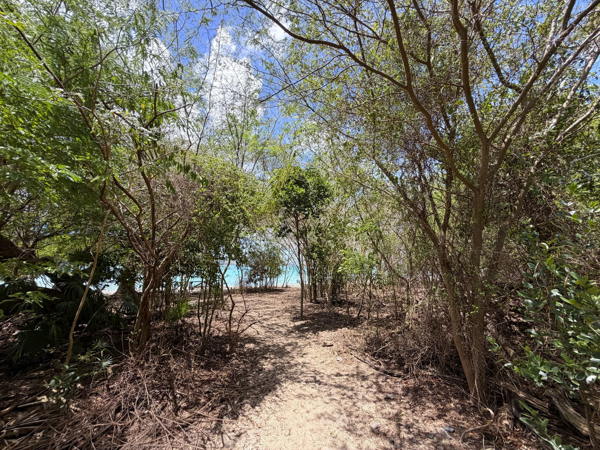 Francis Bay Loop Hike Virgin Islands National Park