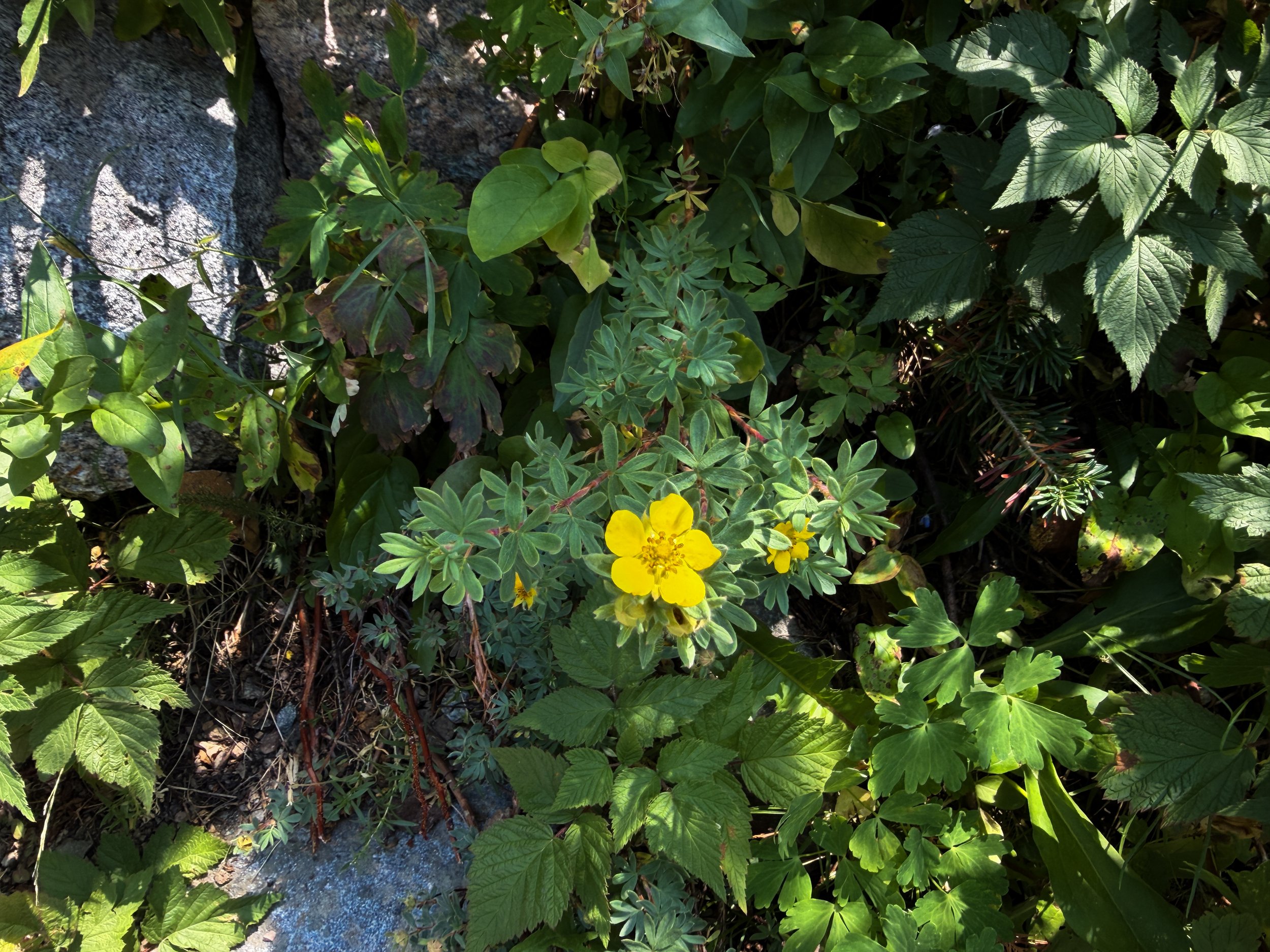 Shrubby Cinquefoil Dasiphora fruticosa