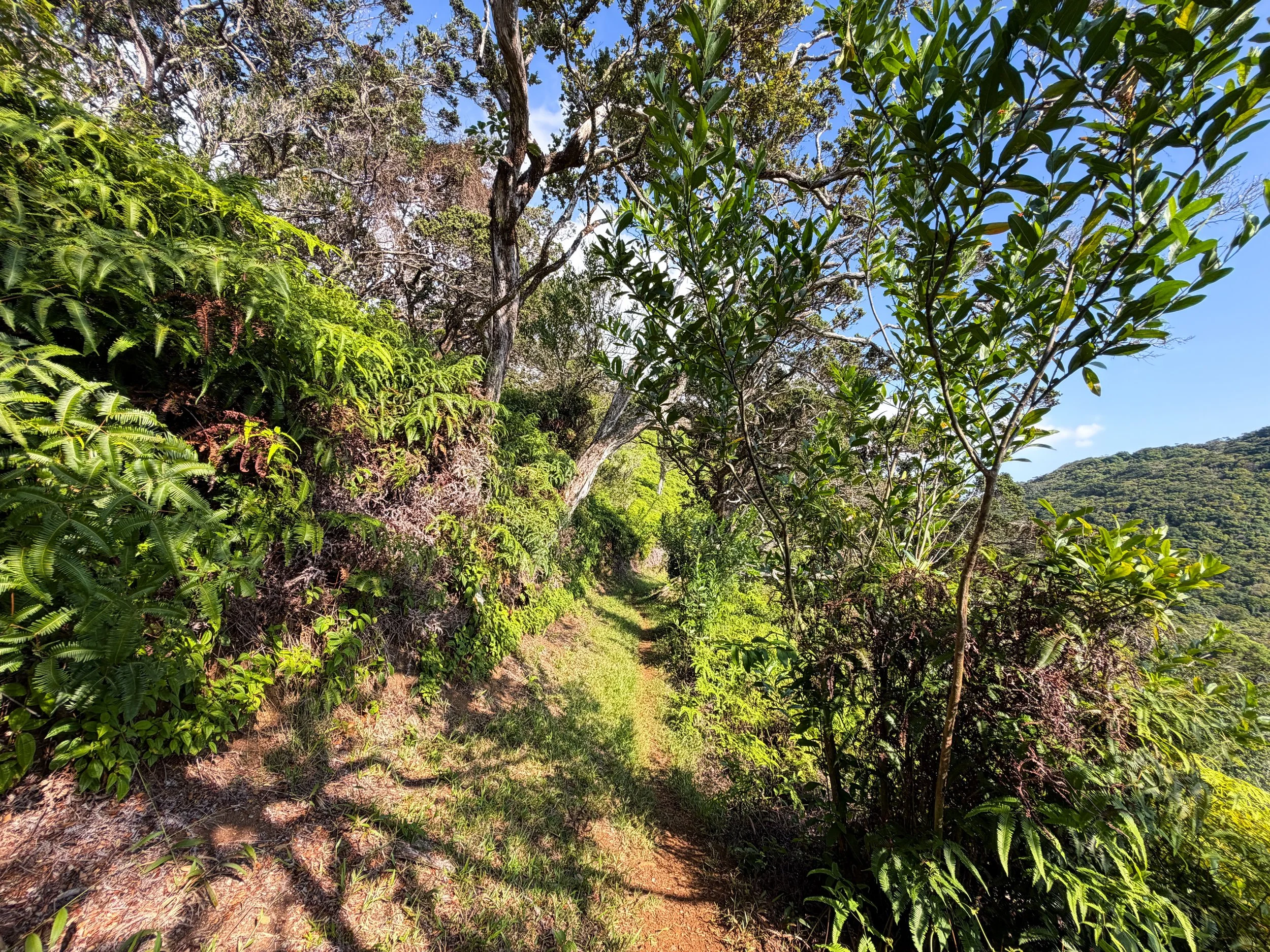 Nuuanu Trail Oahu Hawaii