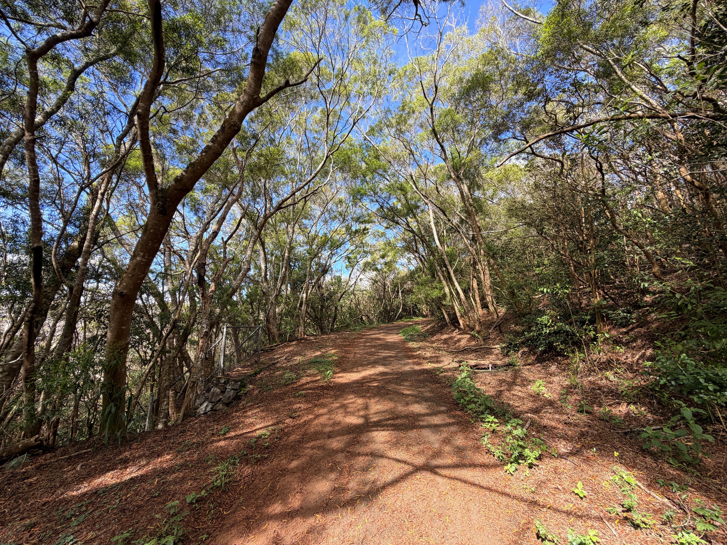Wiliwilinui Ridge Trail Oahu Hawaii