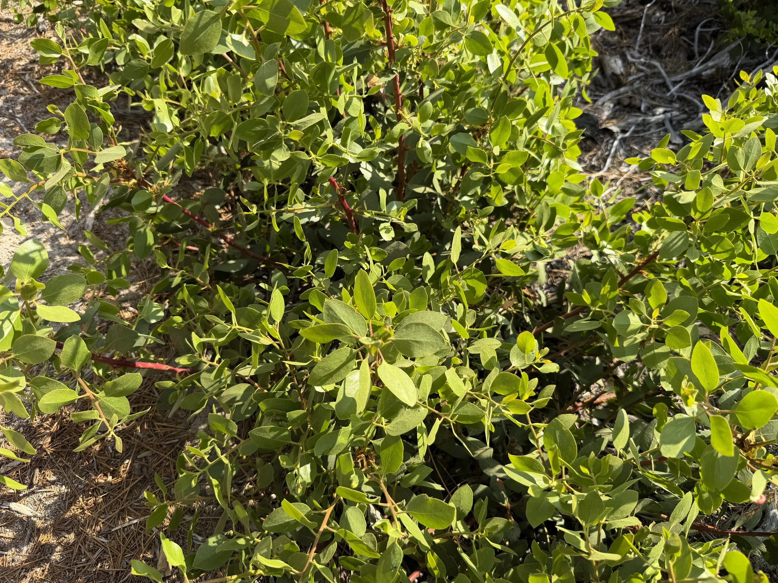 Green-leaf Manzanita Arctostaphylos patula