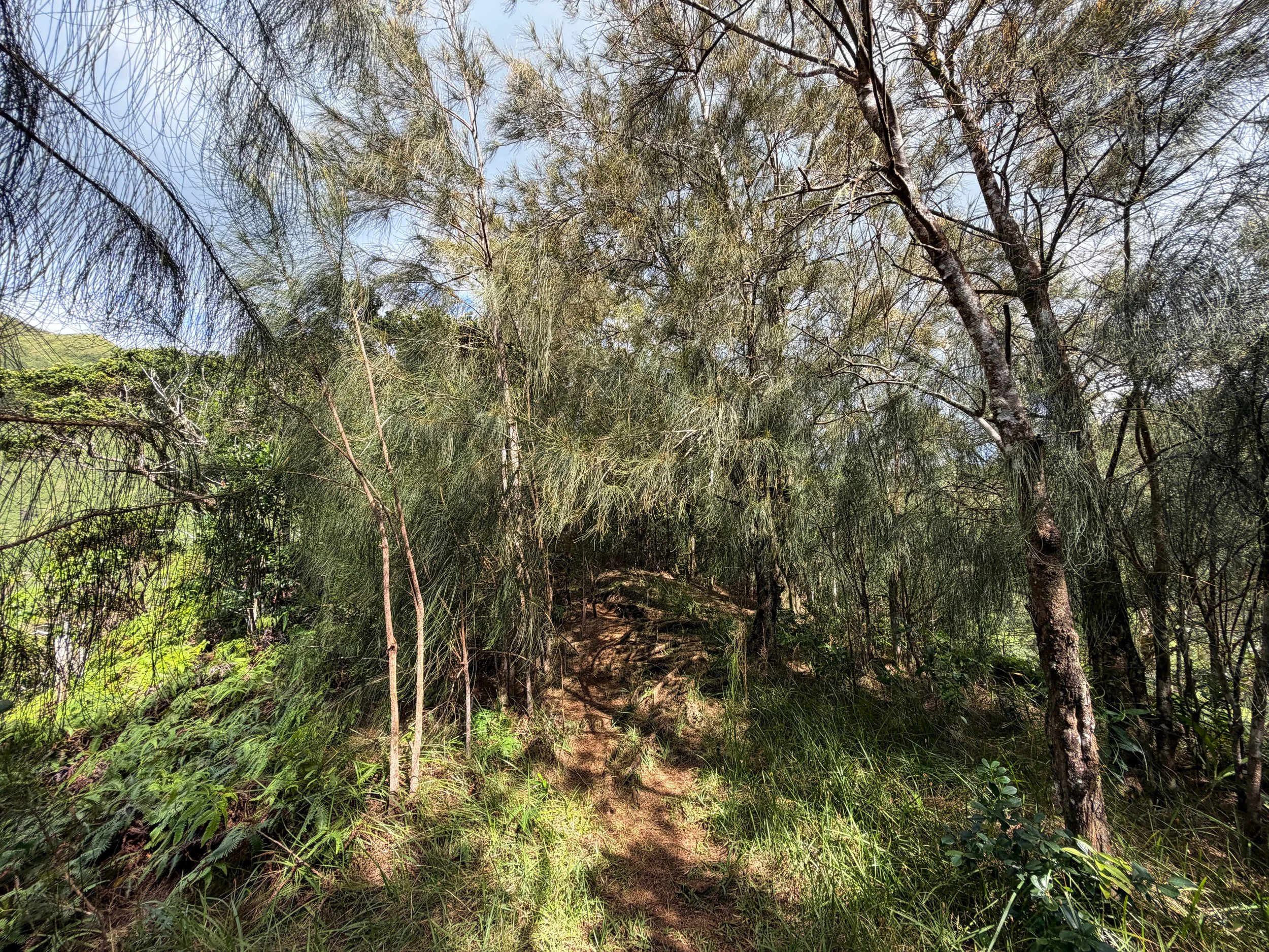 Kaau Crater Trail Oahu Hawaii