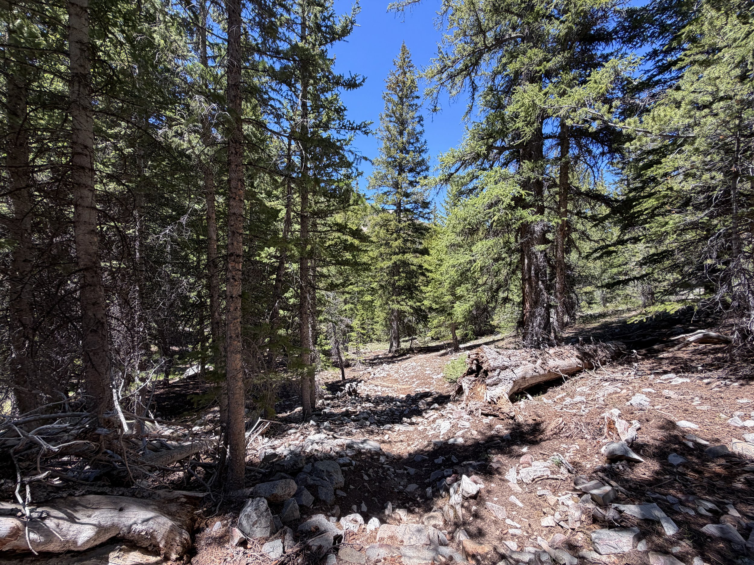 Timber Creek Loop Trail Great Basin National Park Nevada