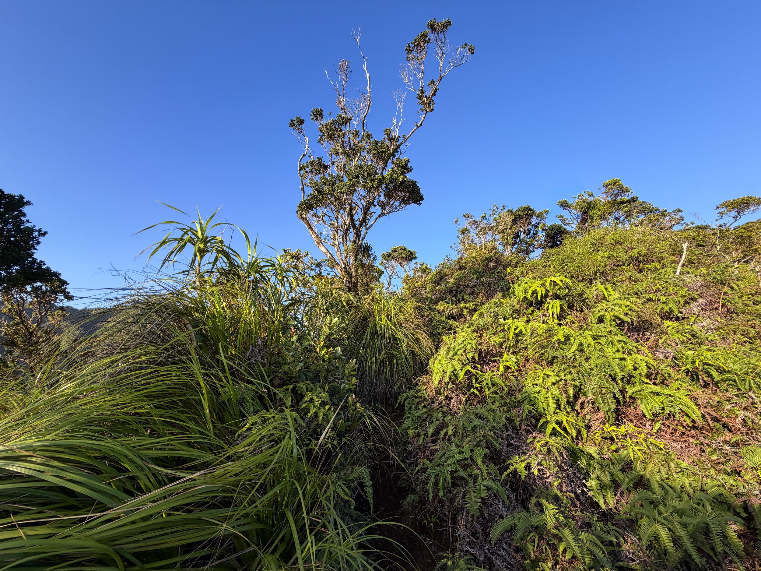 Moanalua Middle Ridge Hike Oahu Hawaii