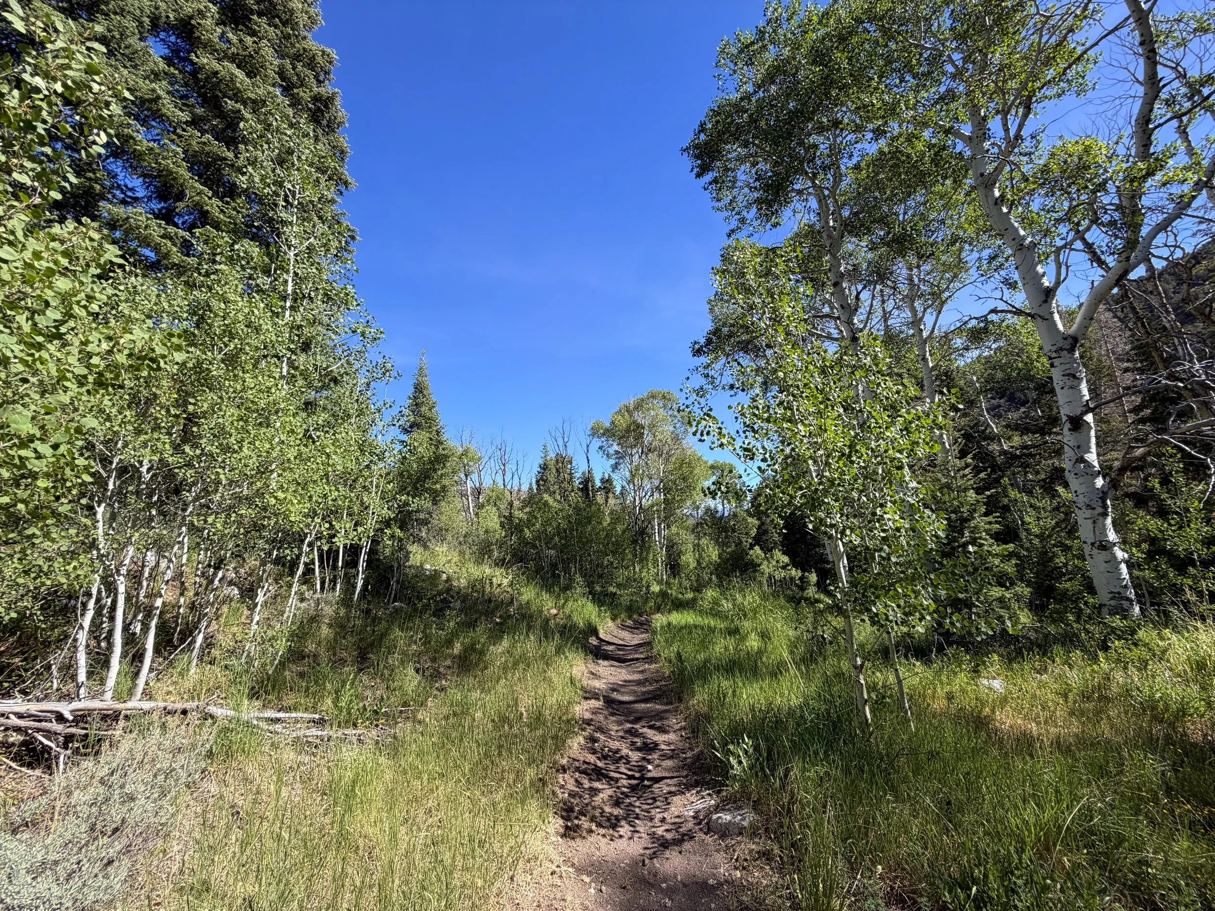 Pole Canyon Trail Great Basin National Park Nevada