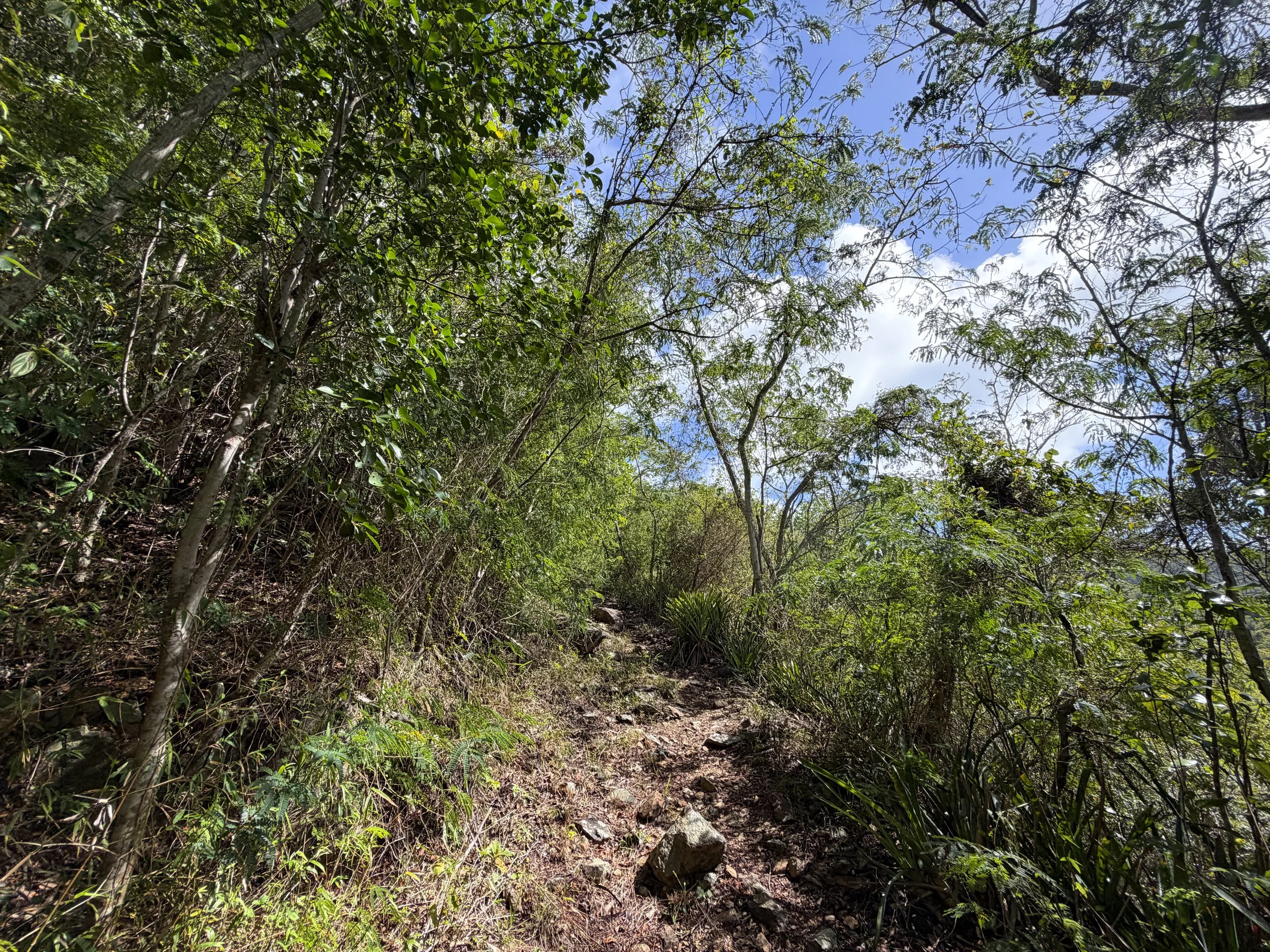 Bordeaux Mountain Hike Virgin Islands National Park