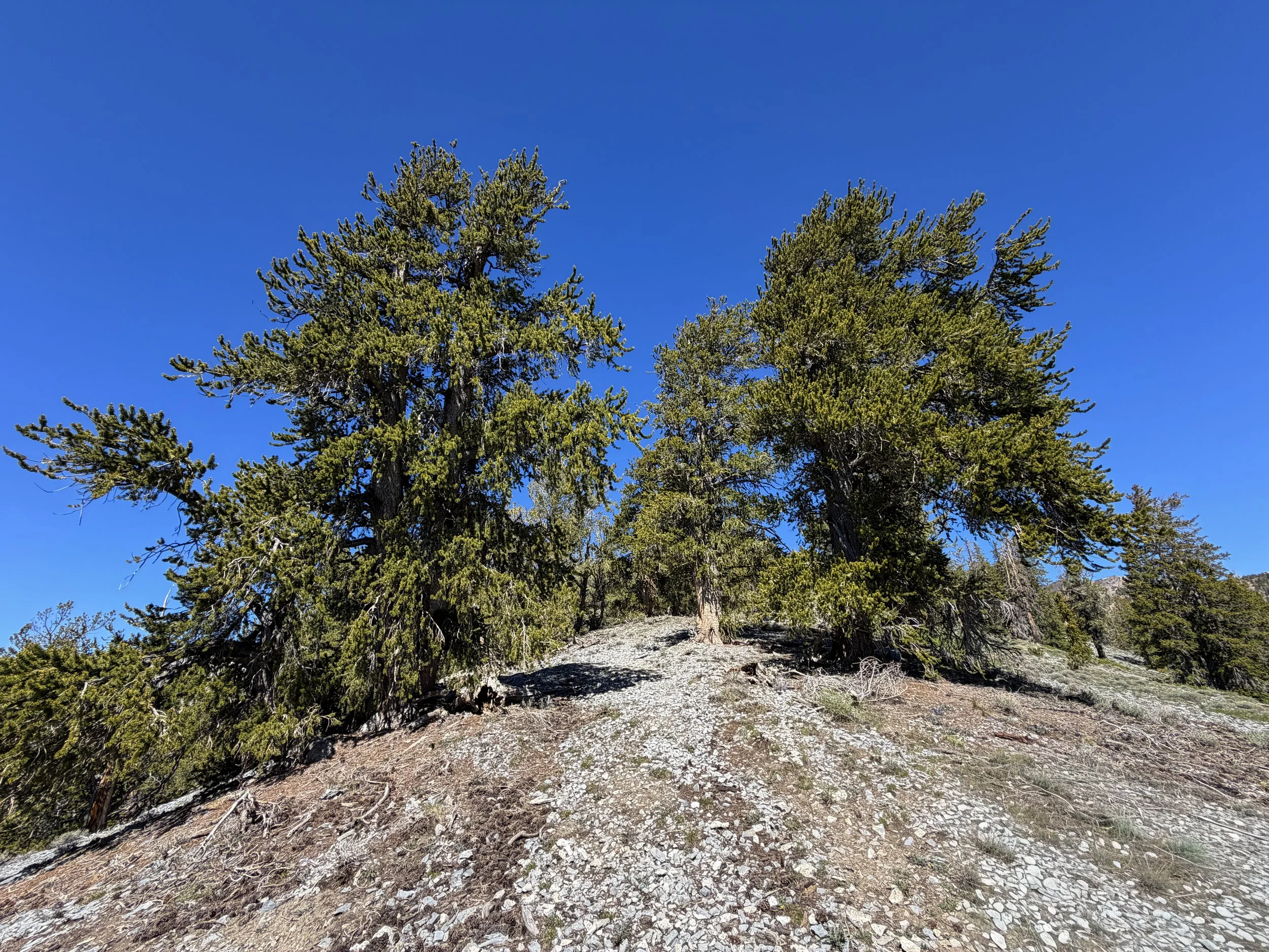 Snake Divide Trail to Magic Bristlecone Grove Great Basin National Park Nevada