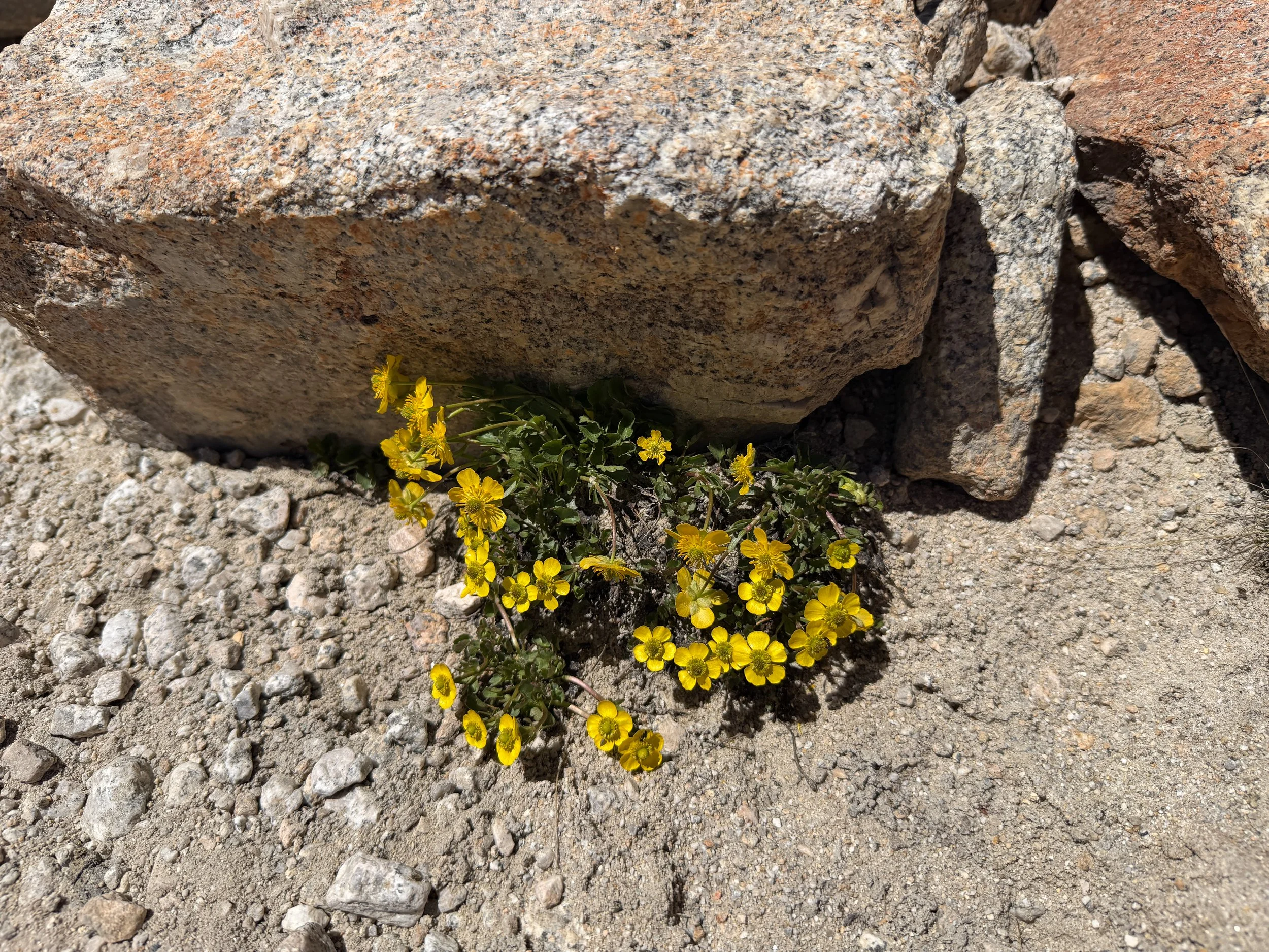 Eschscholtzs Buttercup Ranunculus eschscholtzii var. oxynotus