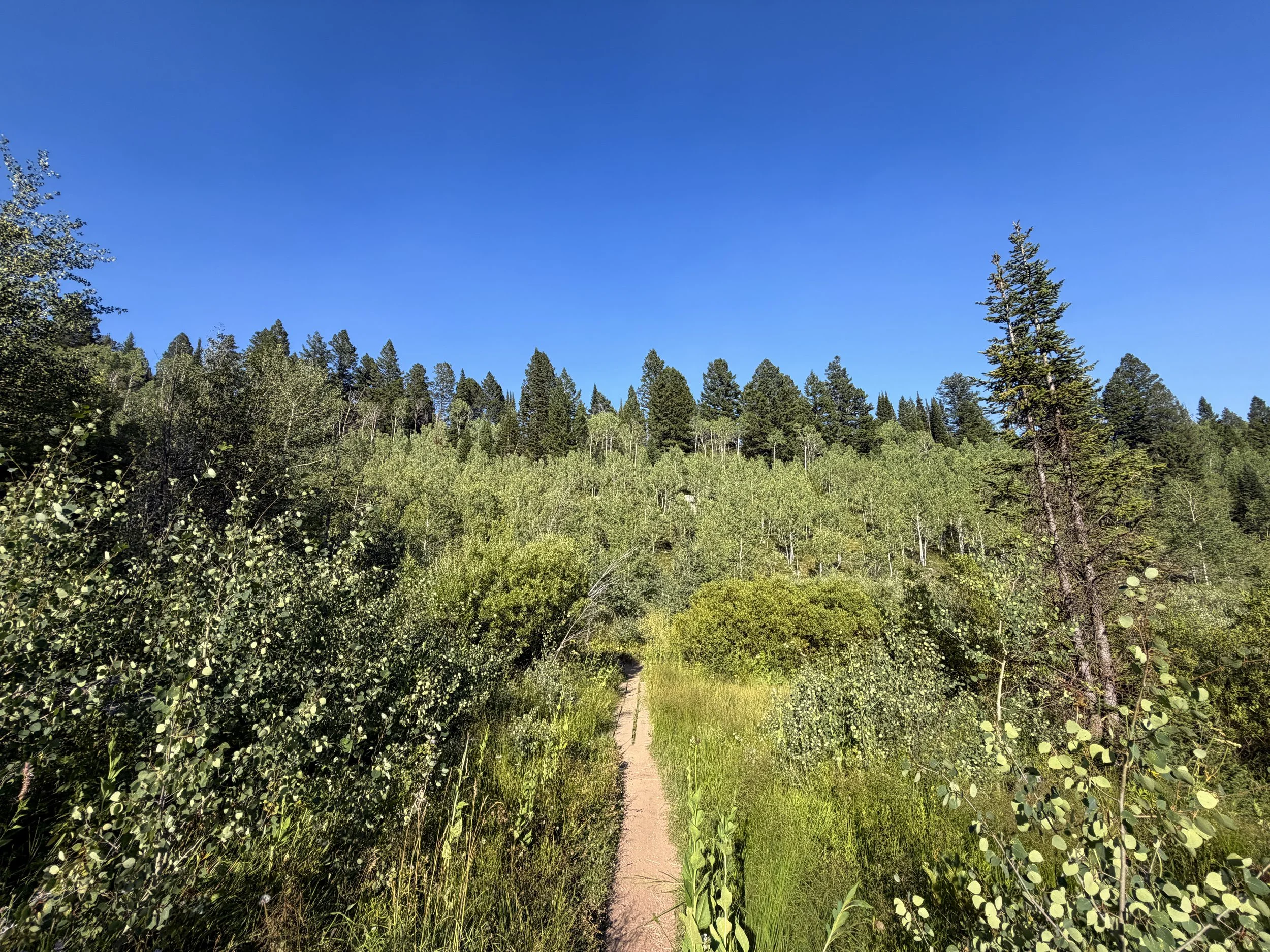 Moose Ponds Hike Grand Teton National Park Wyoming