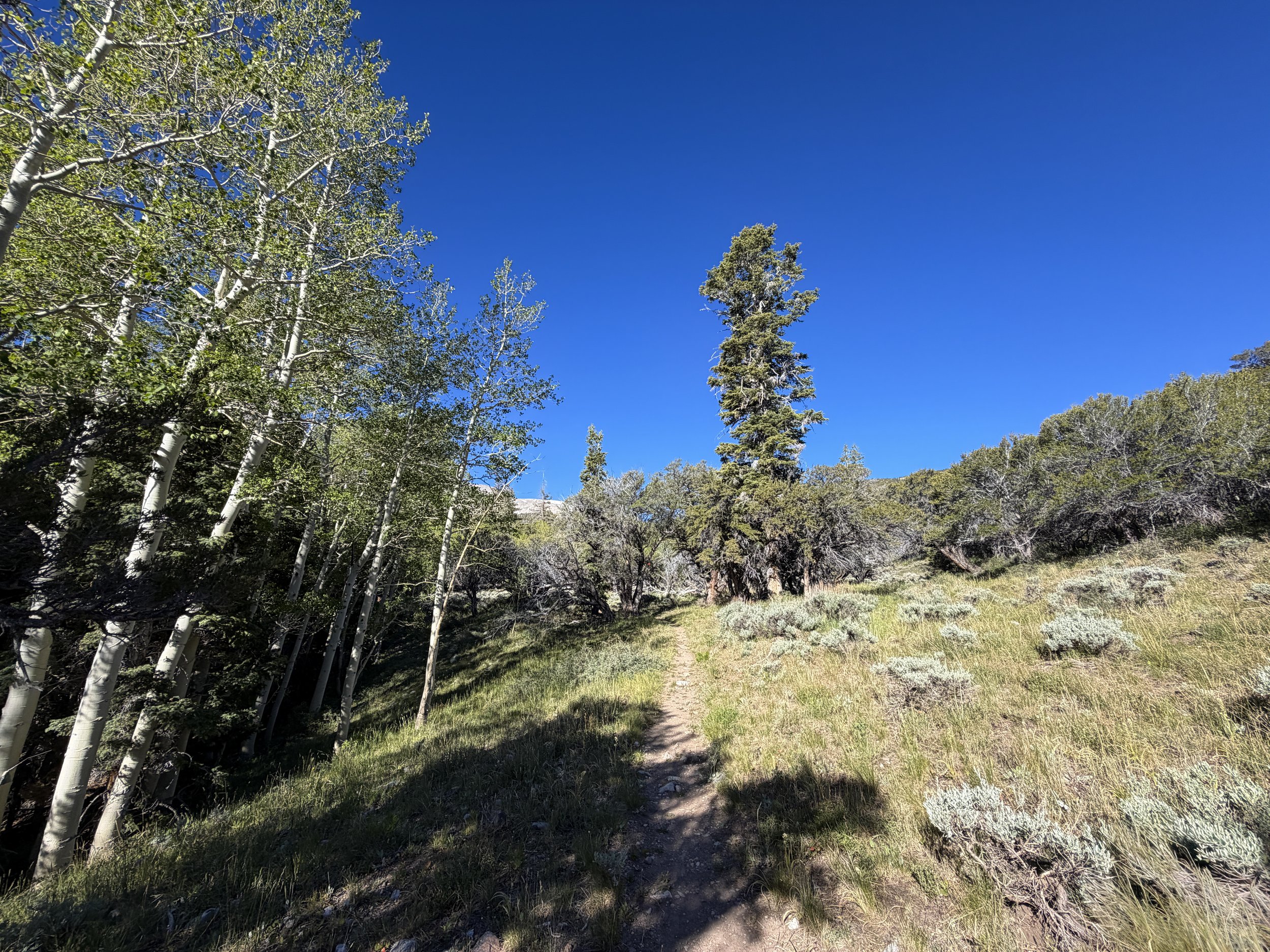 Lehman Creek Trail Great Basin National Park Nevada