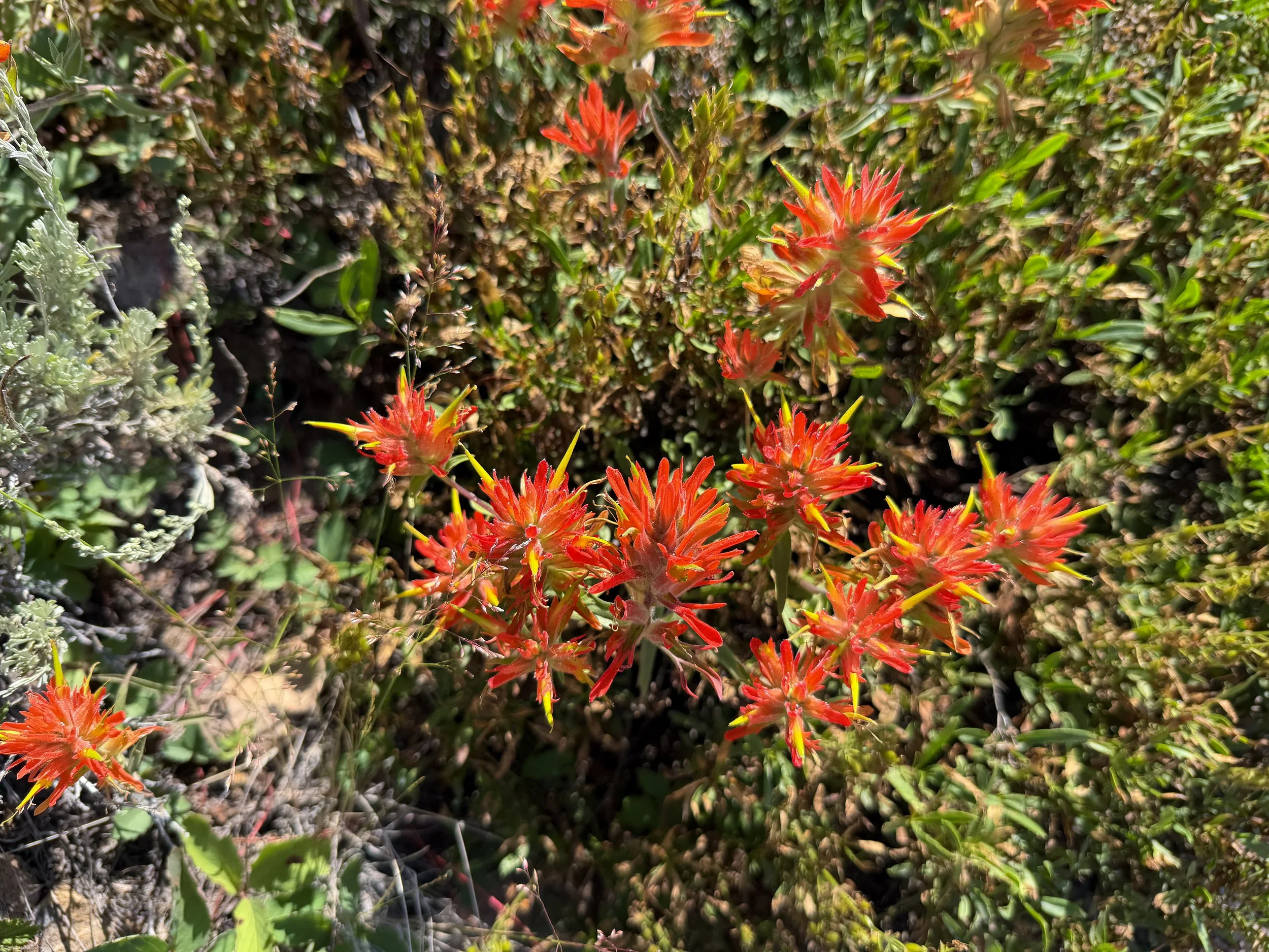 Wyoming Indian Paintbrush Castilleja linariifolia