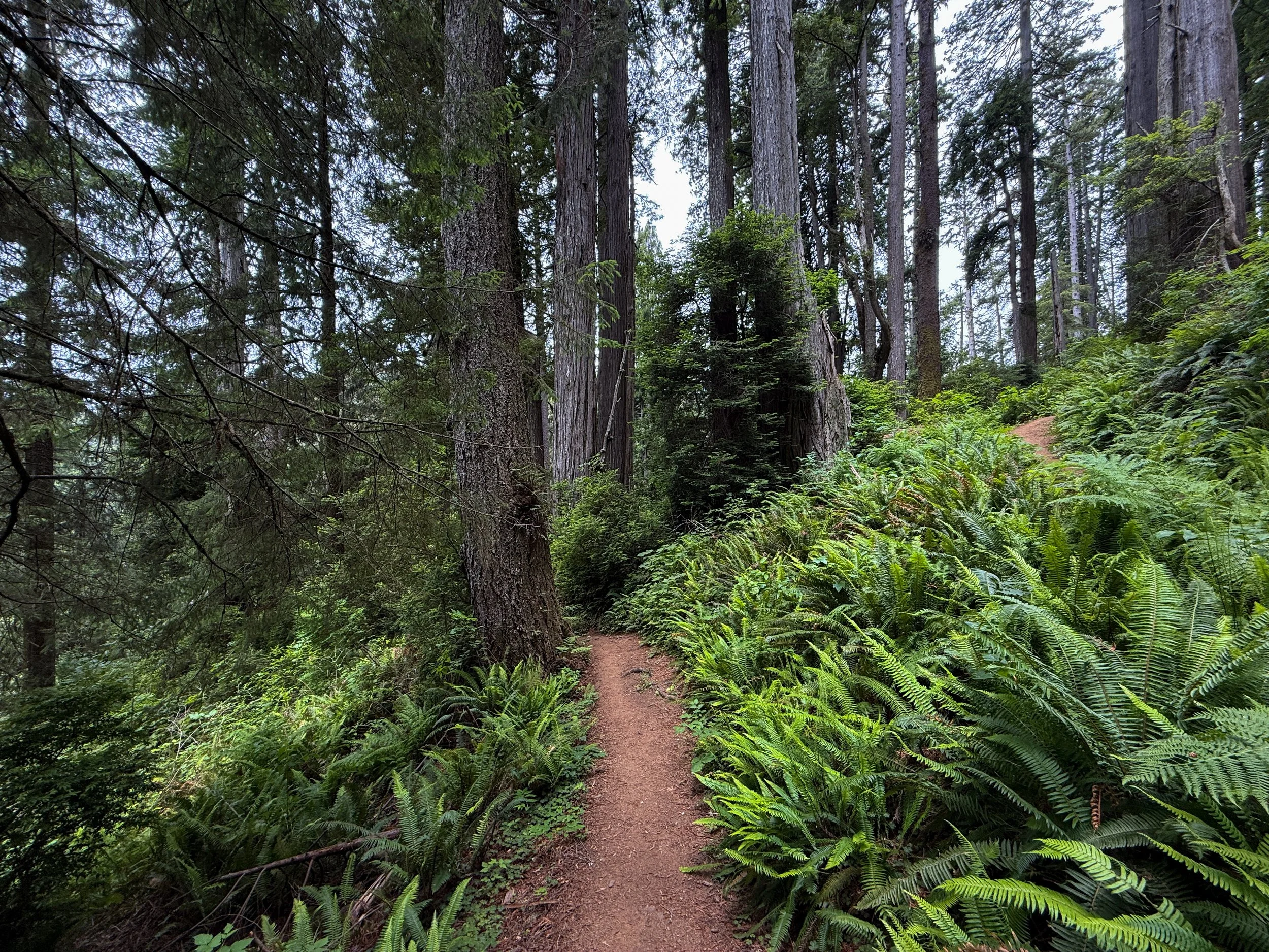 Damnation Creek Trail Del Norte Coast Redwoods State Park California