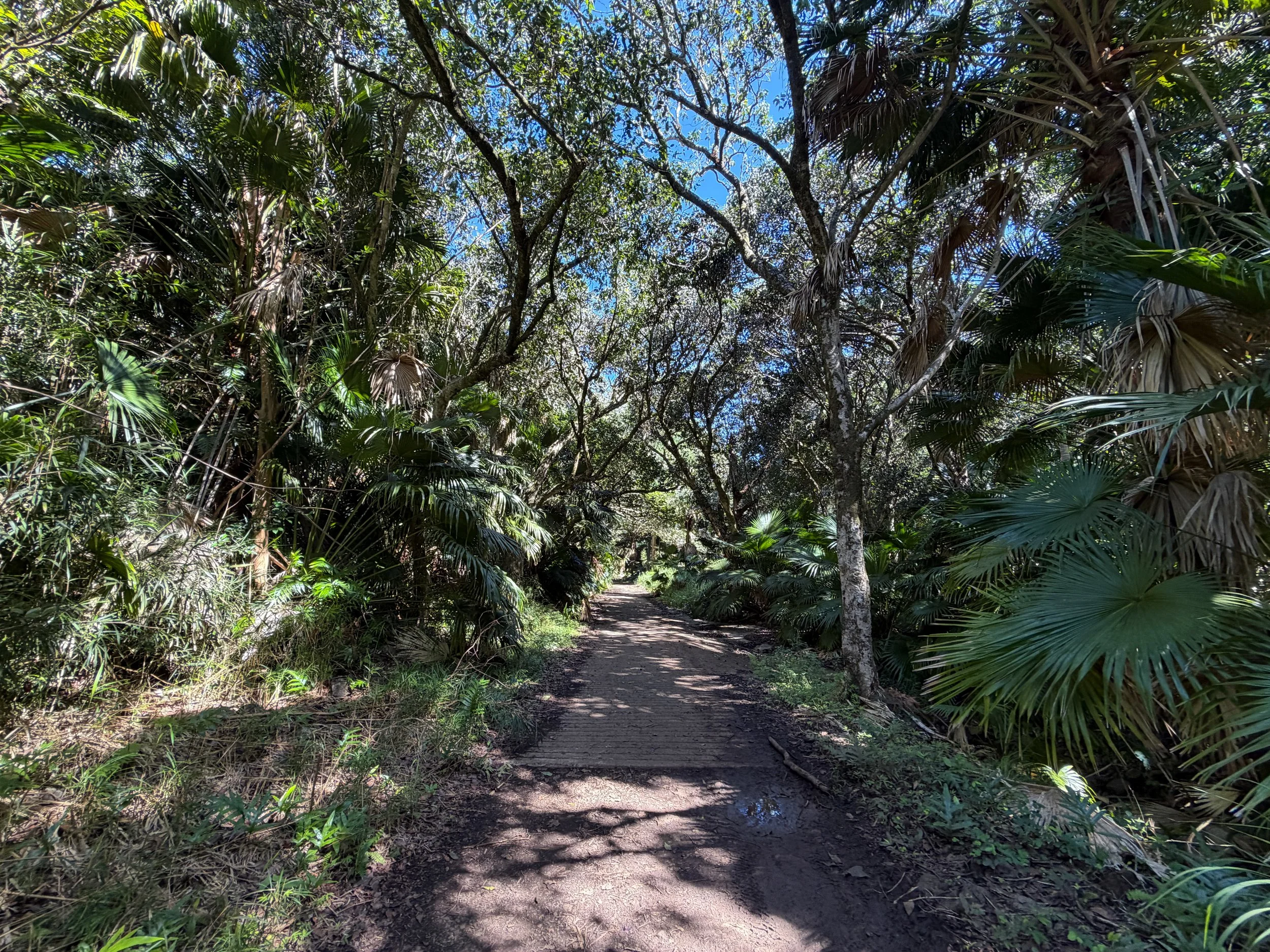 Tripler Ridge Trail via Kamananui Valley Road Oahu Hawaii