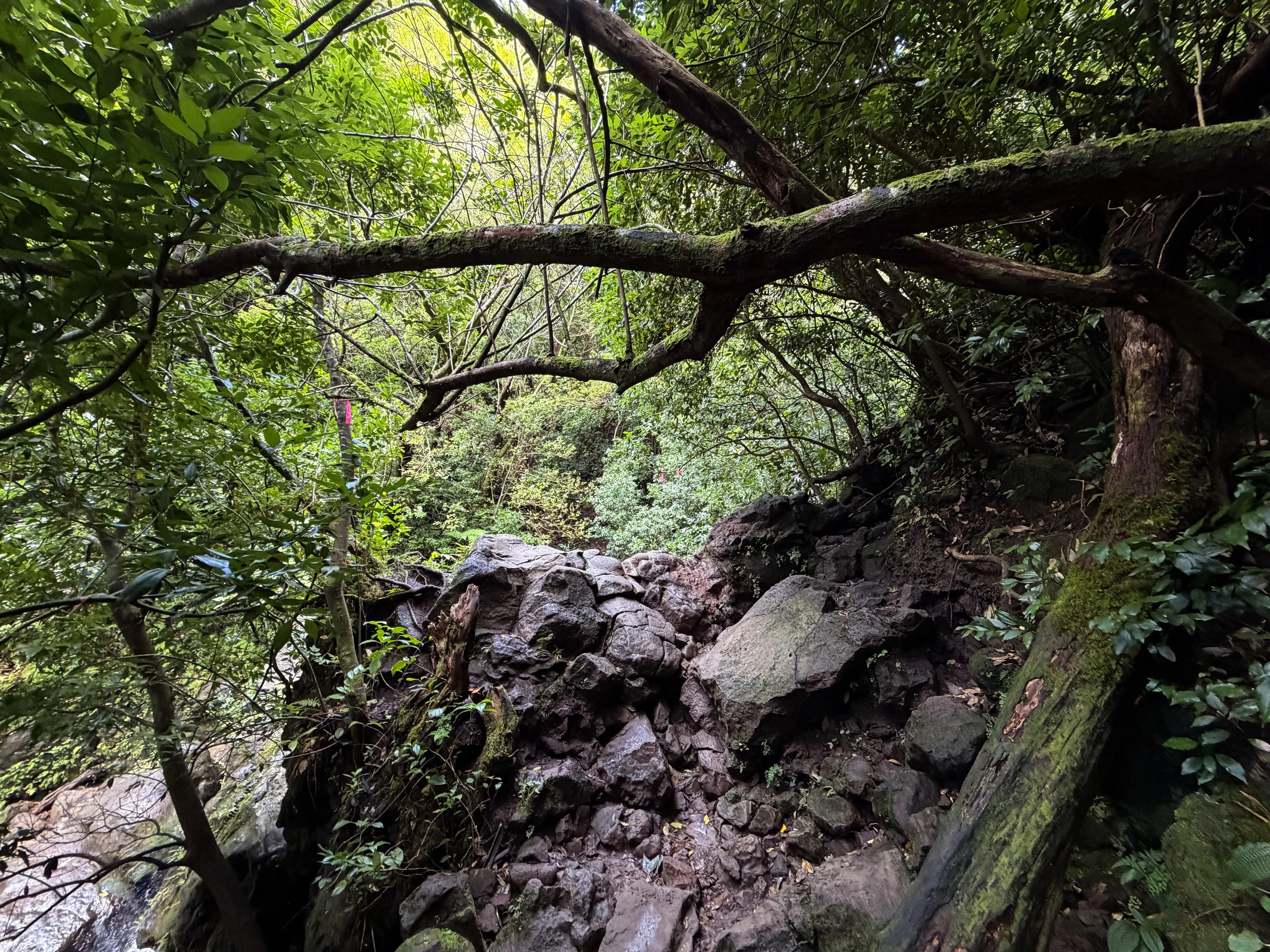 Lulumahu Falls Trail Oahu Hawaii