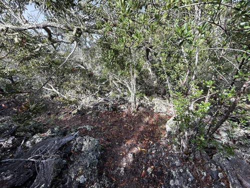 Hiking the Puʻu Huluhulu Trail on the Big Island of Hawaiʻi — noahawaii