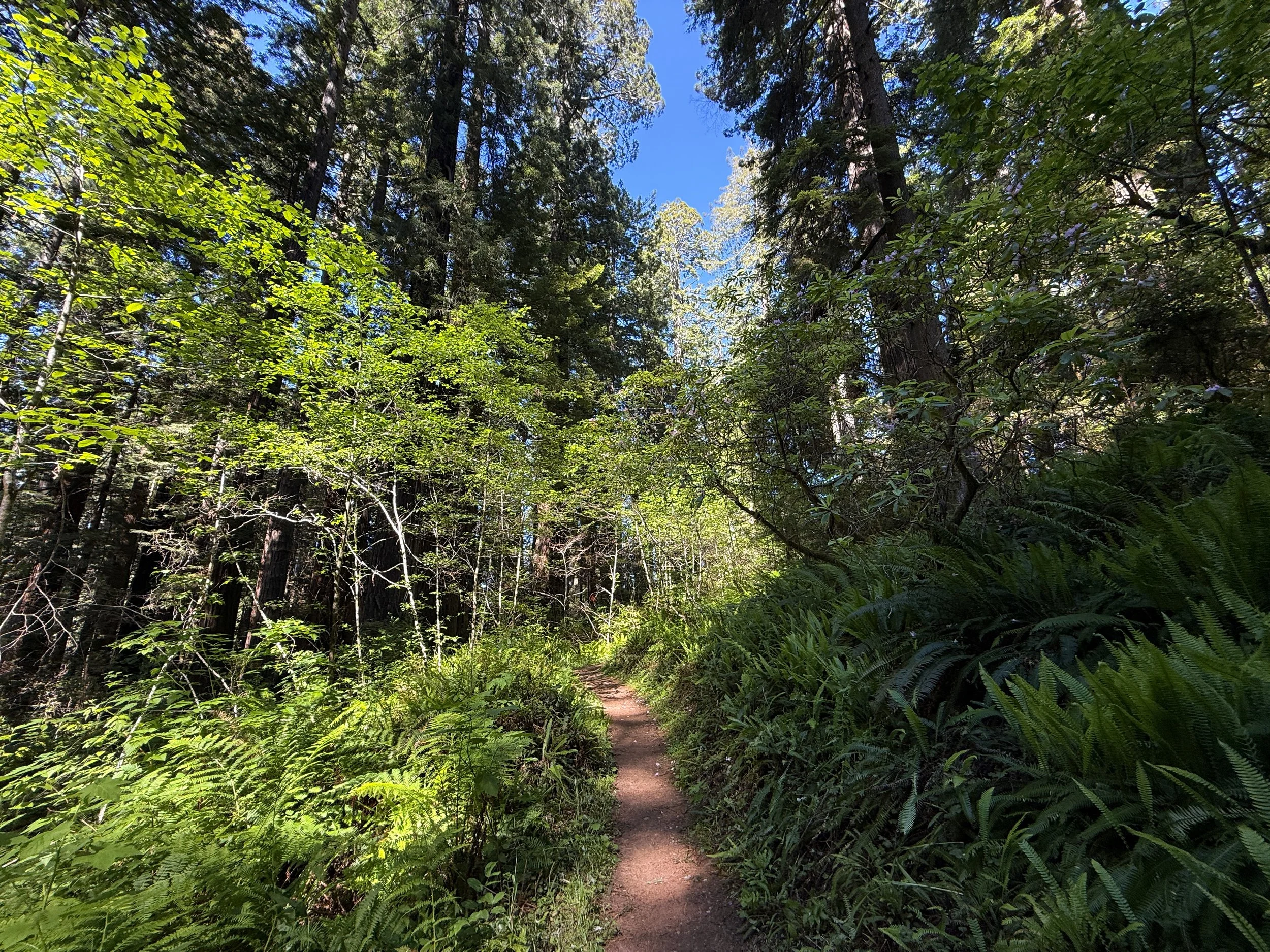 Ah-Pah Interpretive Trail Prairie Creek Redwoods State Park California