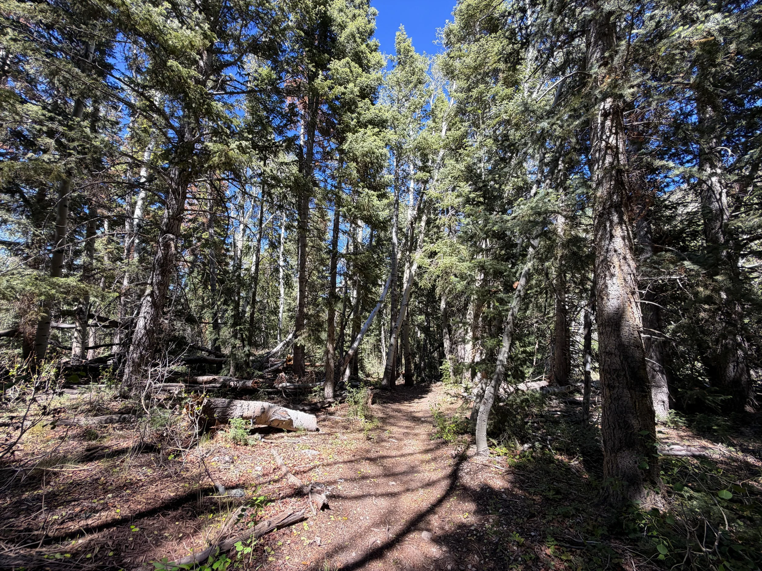 Baker Creek Loop Trail Great Basin National Park Nevada