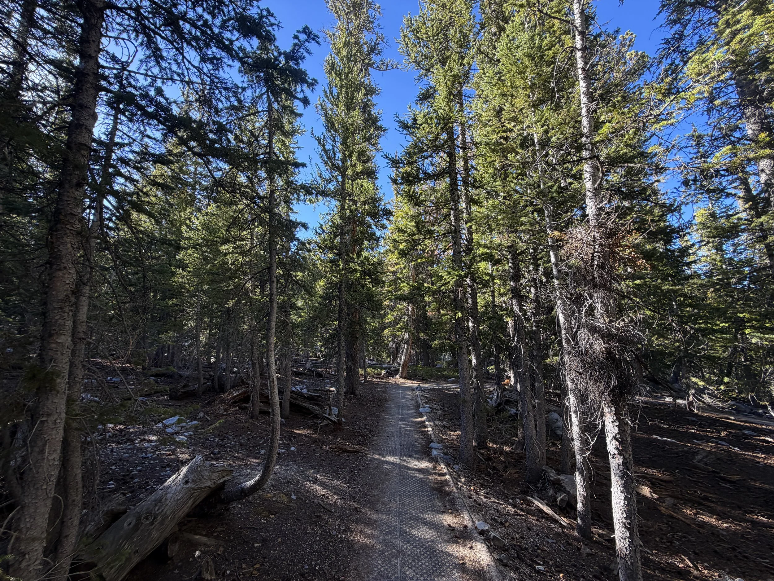 Island Forest Trail Great Basin National Park Nevada
