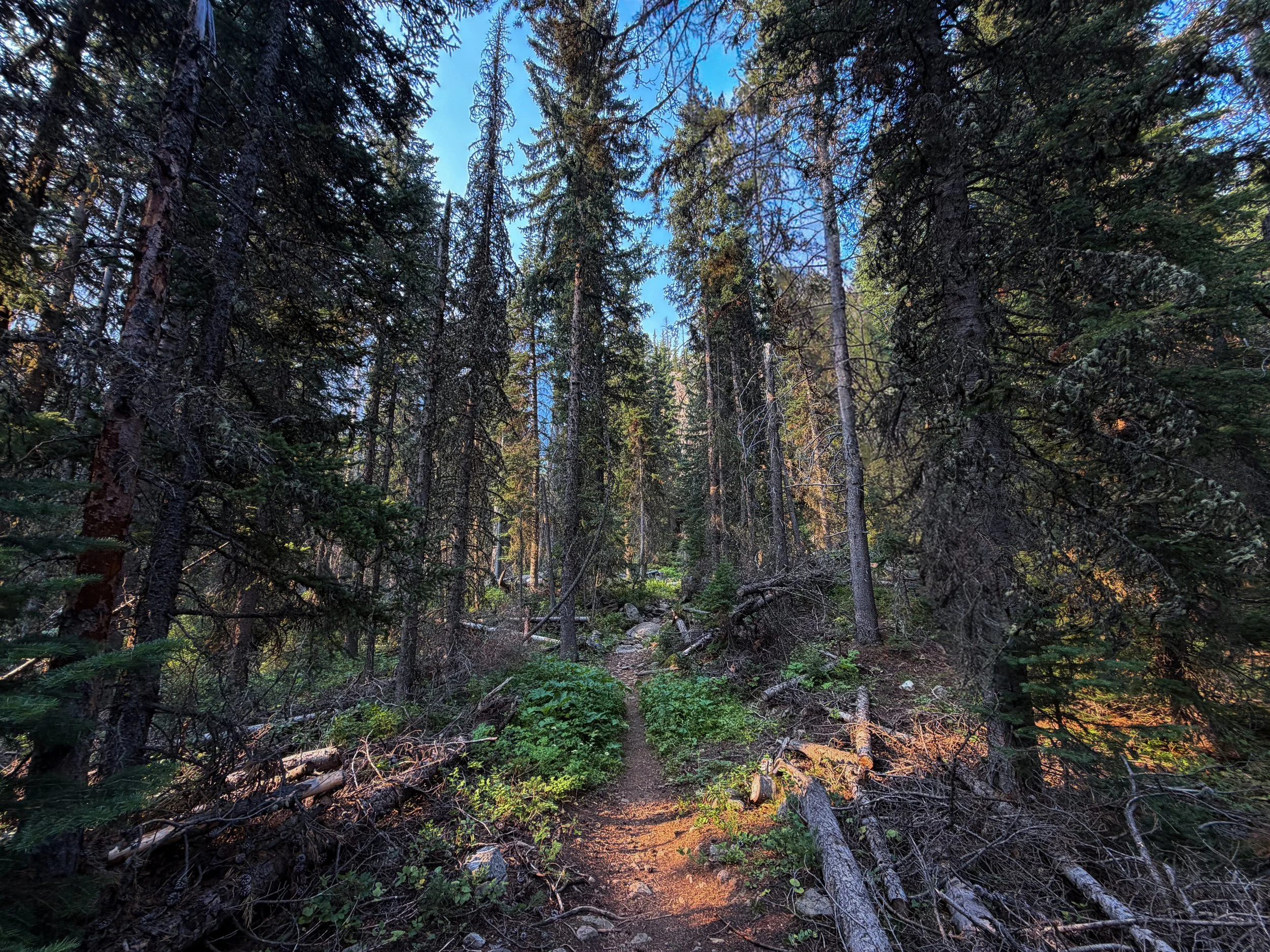 Beaten Path Trail Beartooth Mountains Montana
