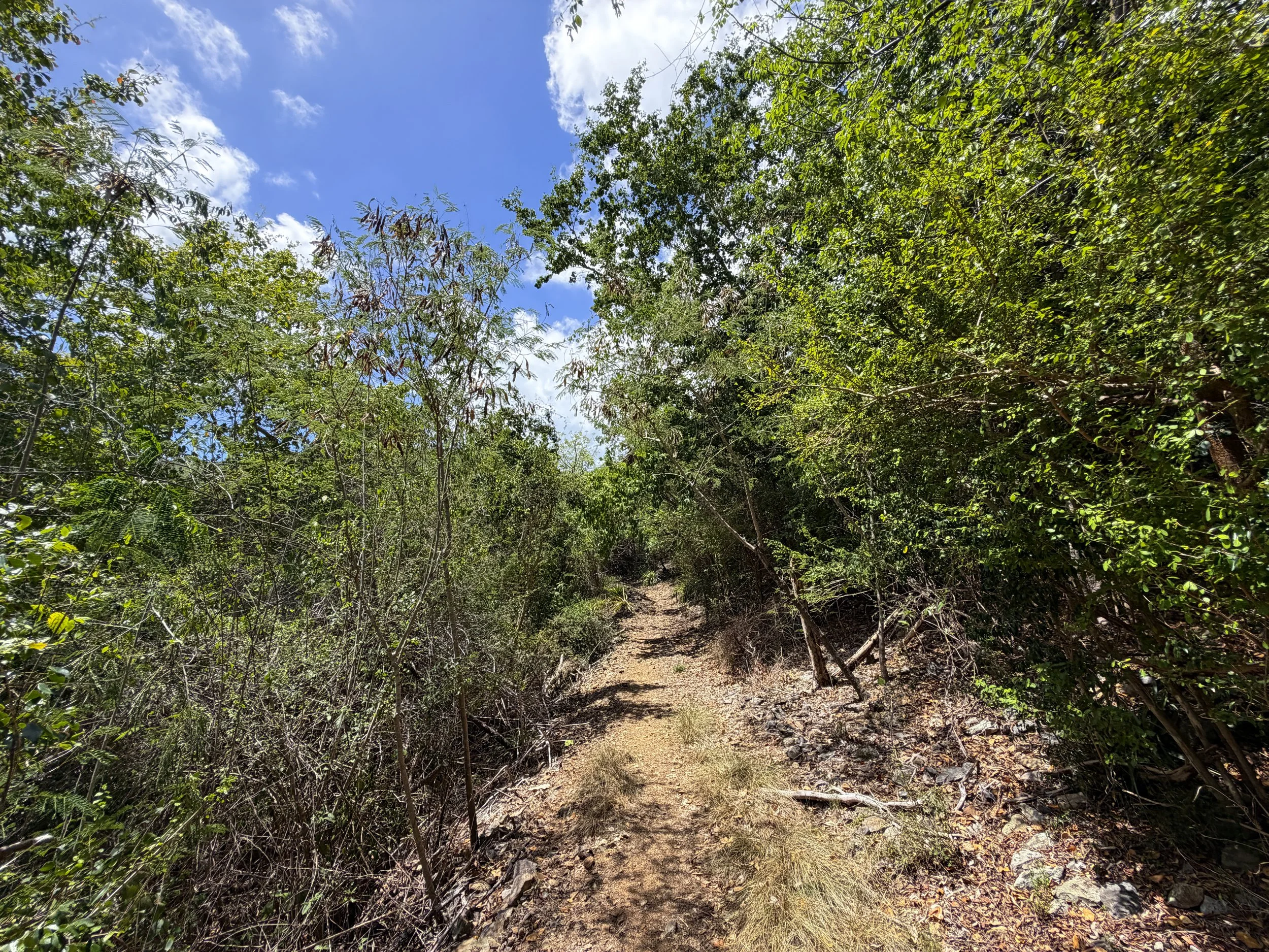 LEsperance Trail to Genti Bay Virgin Islands National Park