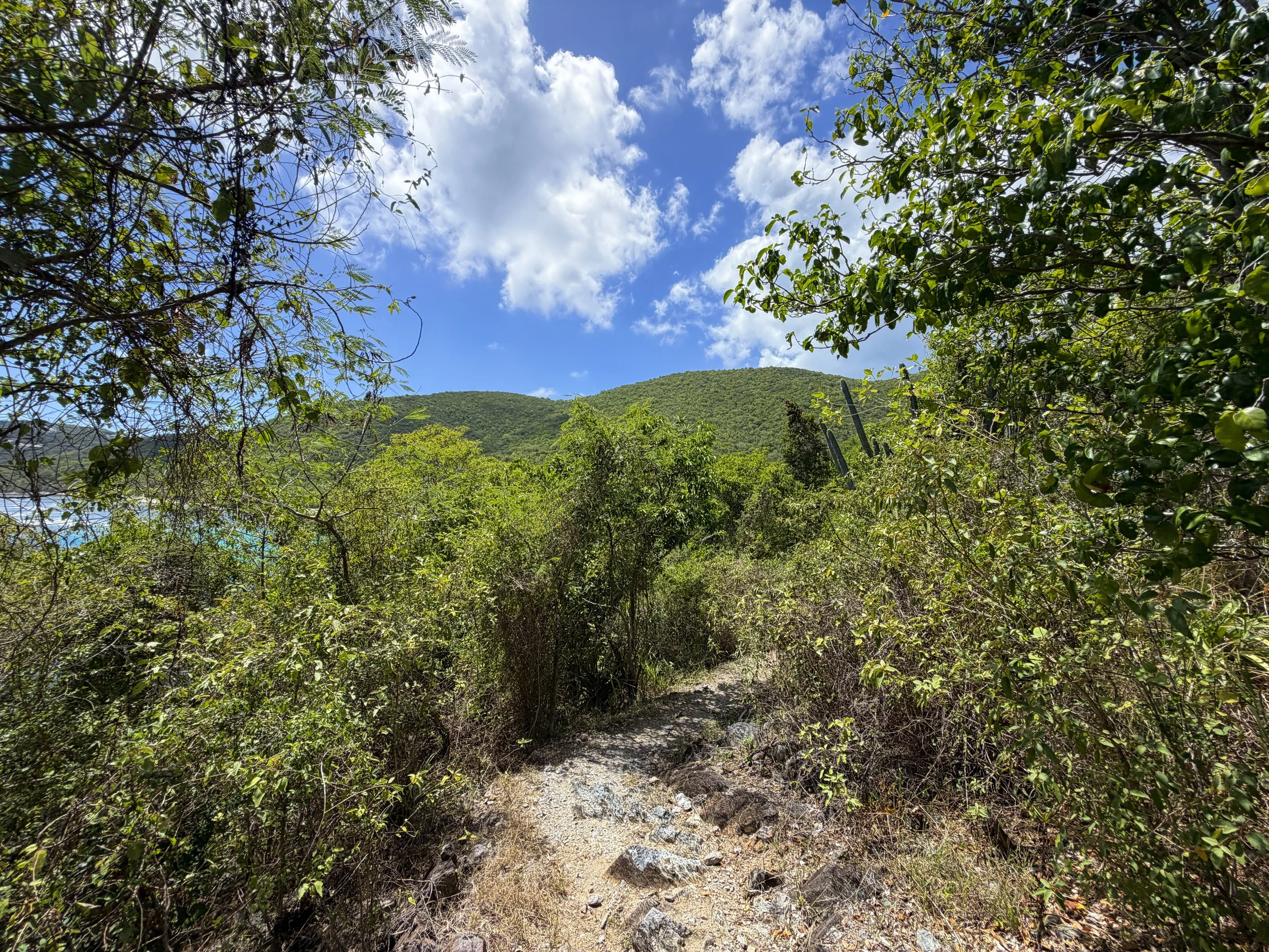 LEsperance Trail to Genti Bay Virgin Islands National Park