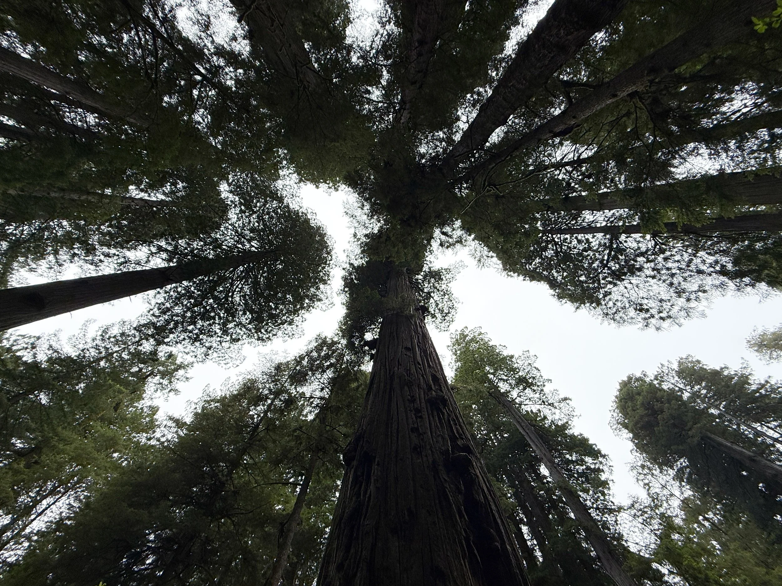 Coastal Redwood Sequoia sempervirens