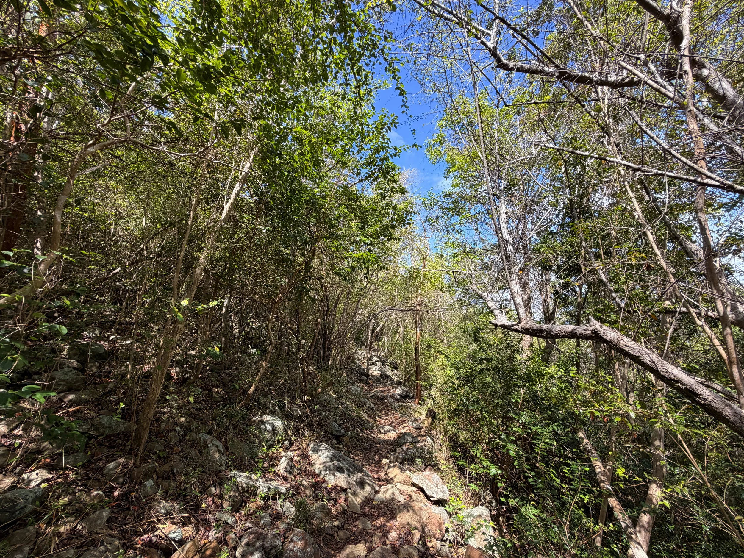 Upper Lind Point Hike Virgin Islands National Park