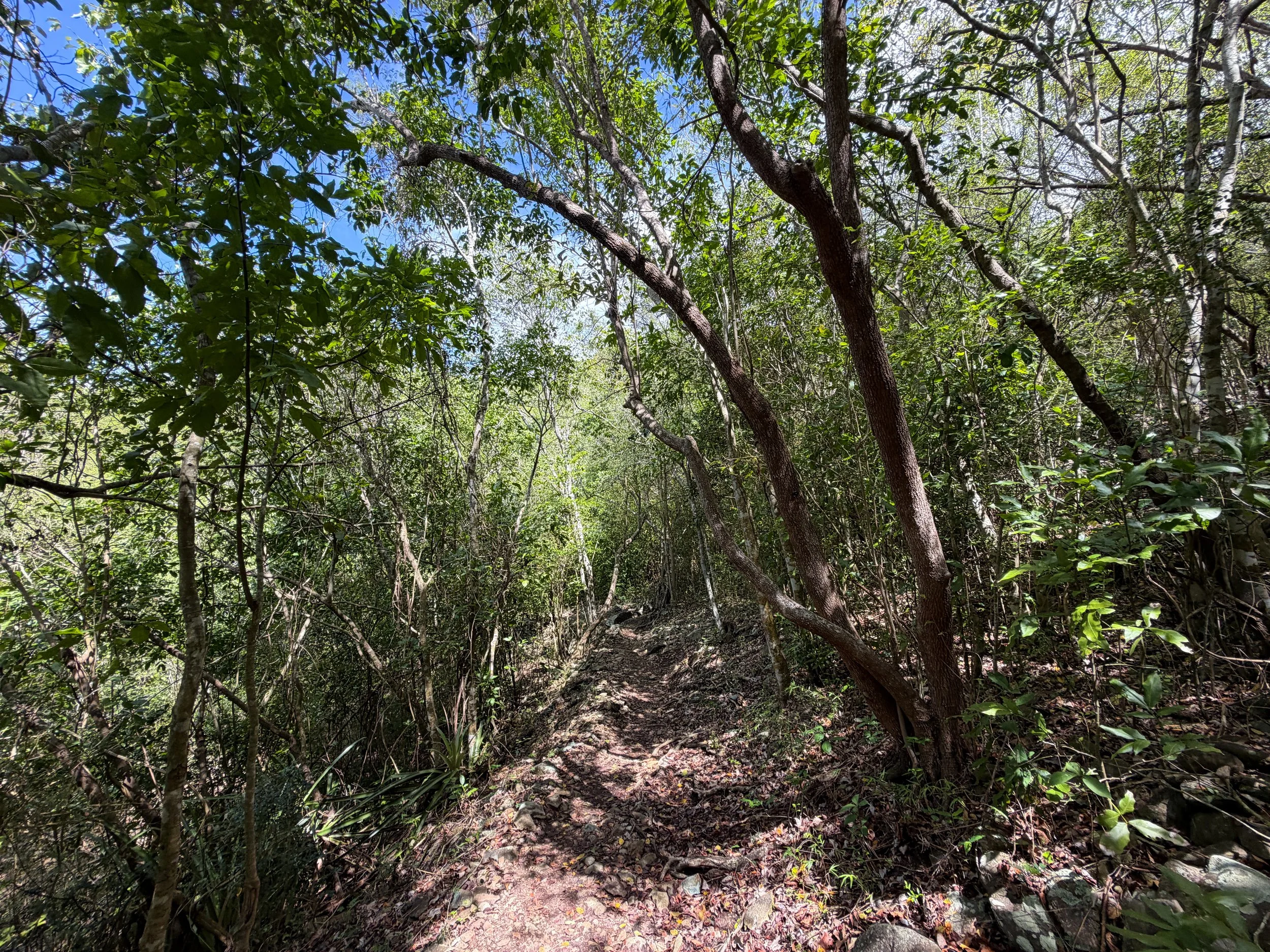 Lind Point Trail Virgin Islands National Park