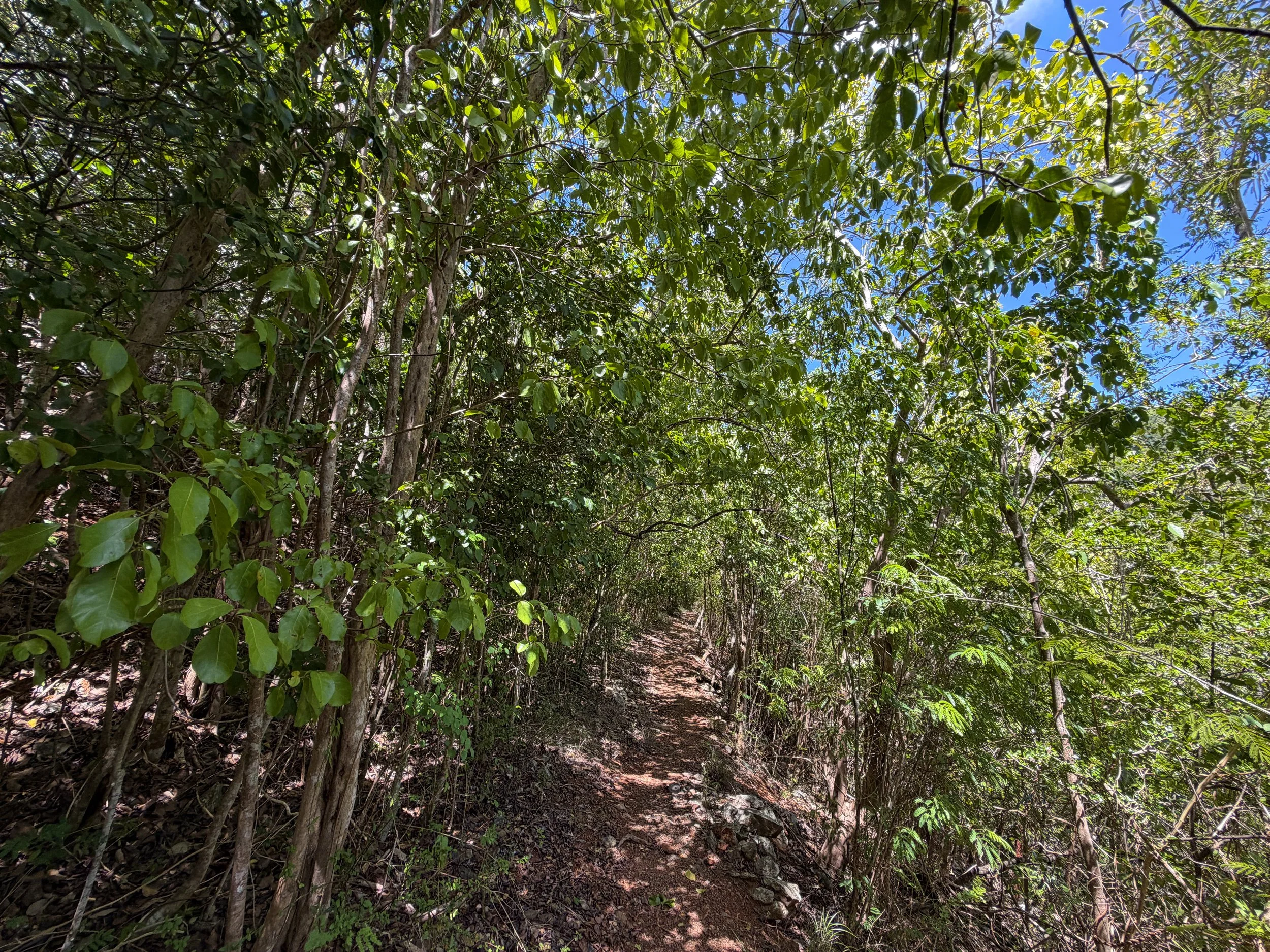 LEsperance Trail Virgin Islands National Park