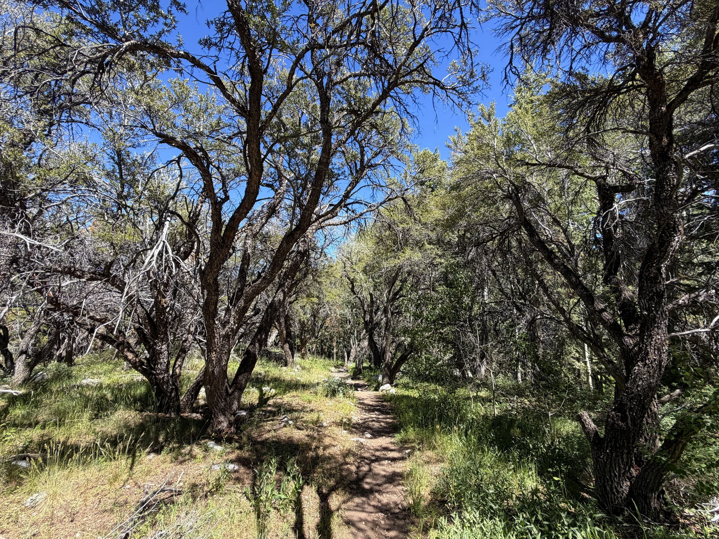 Baker Creek Loop Hike Great Basin National Park Nevada